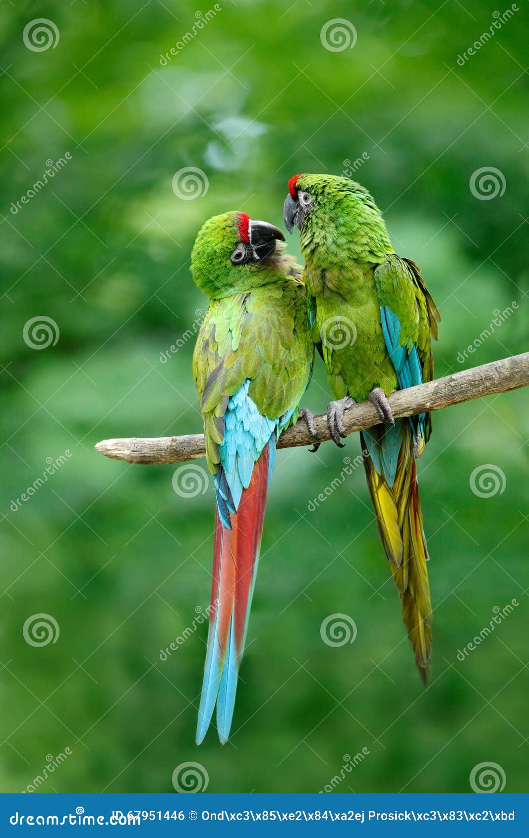 pair of birds, green parrot military macaw, ara militaris, costa rica