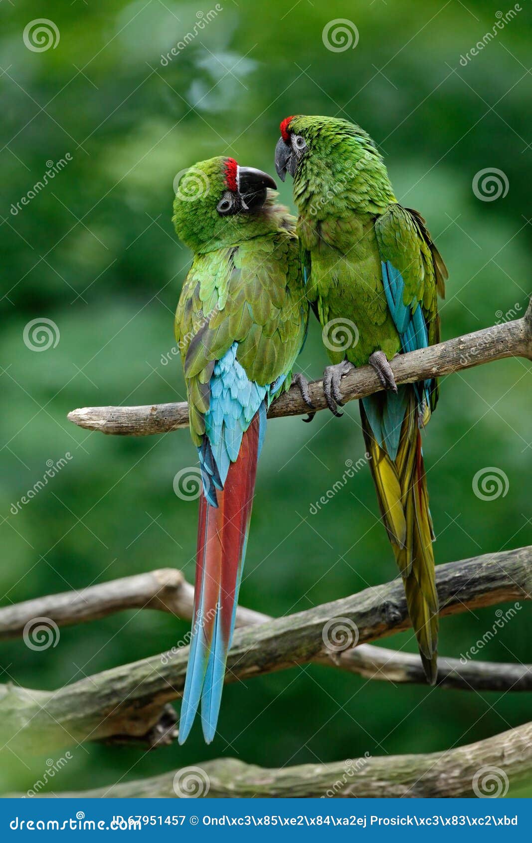 1,833 Parrot Photos - Free & Royalty-Free Stock from Dreamstime