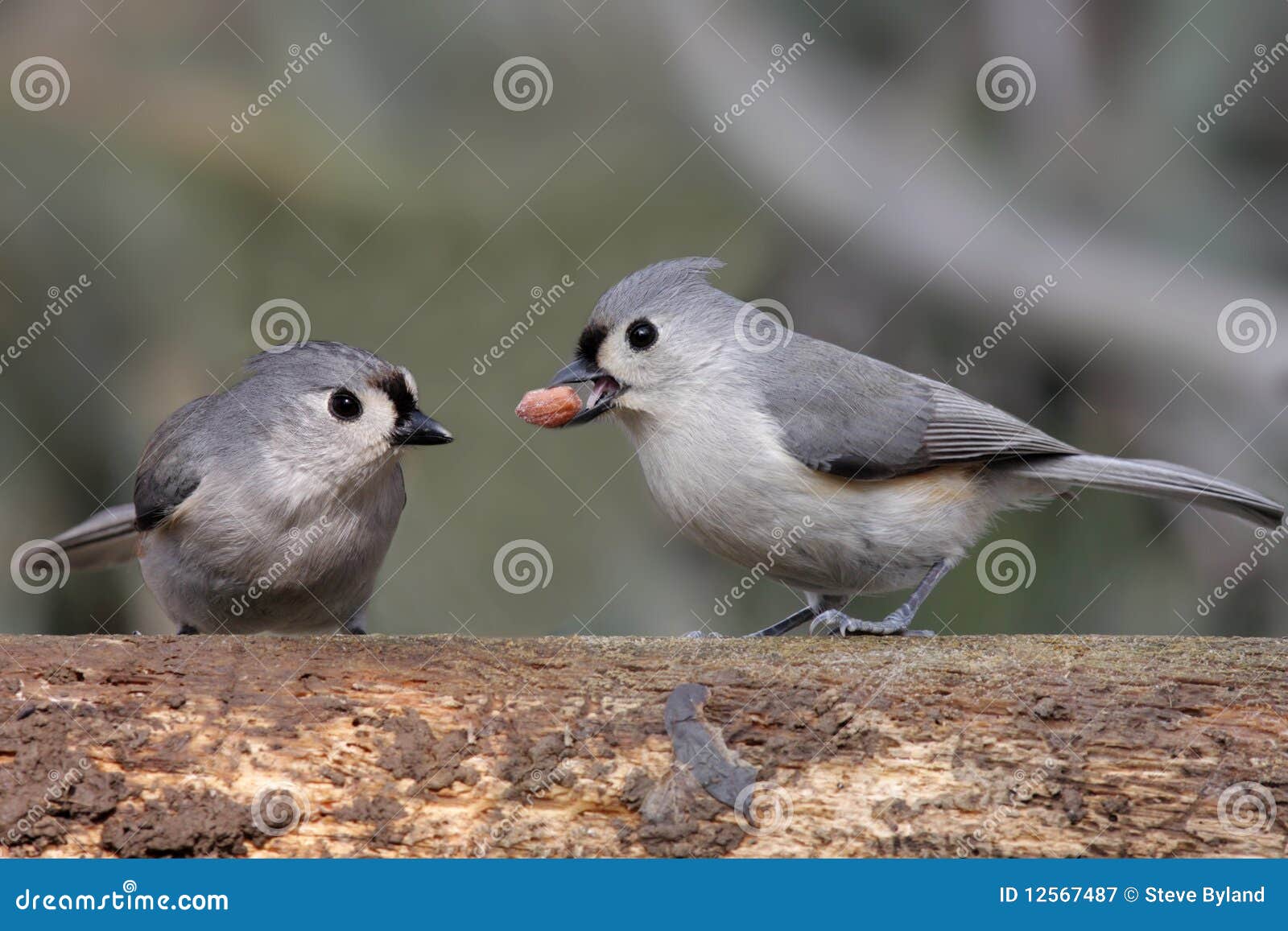 Pair of Birds with a Peanut Stock Image Image of avian, bicolor 12567487