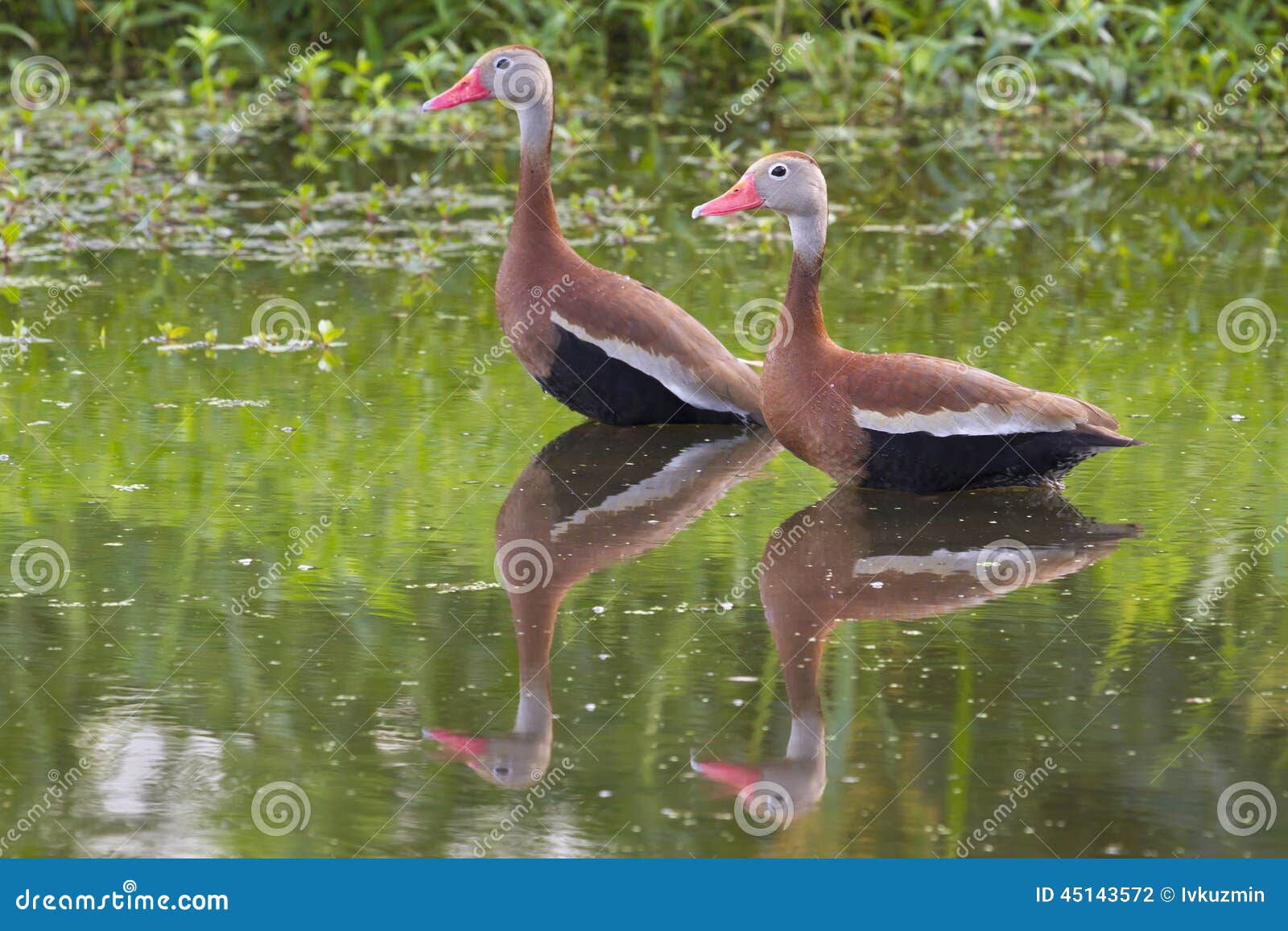 a pair of black-bellied whistling ducks (dendrocygna autumnalis) in a swamp