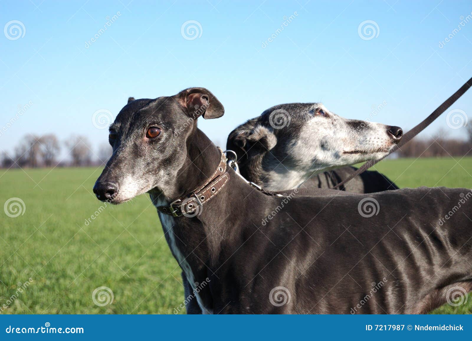 Pair of Black Greyhounds before Hunting Stock Image Image of green