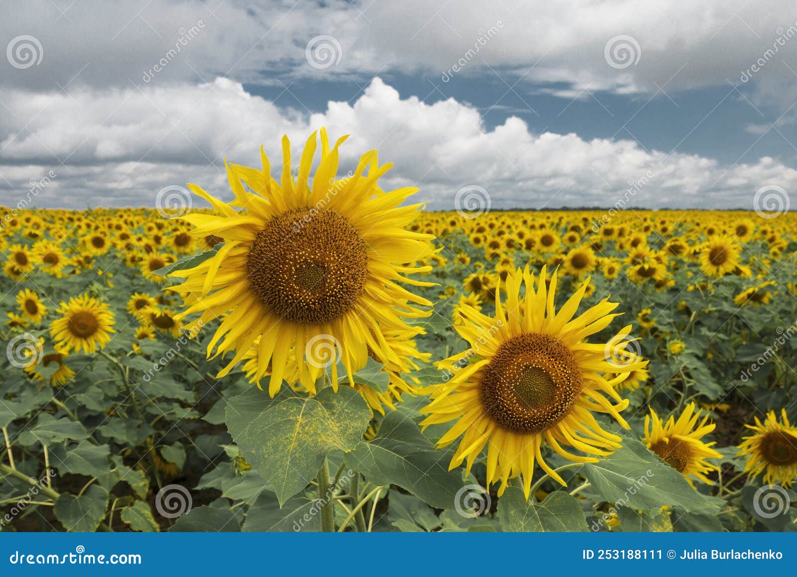Pair of Blooming Sunflowers on the Sunflower Field Stock Image Image