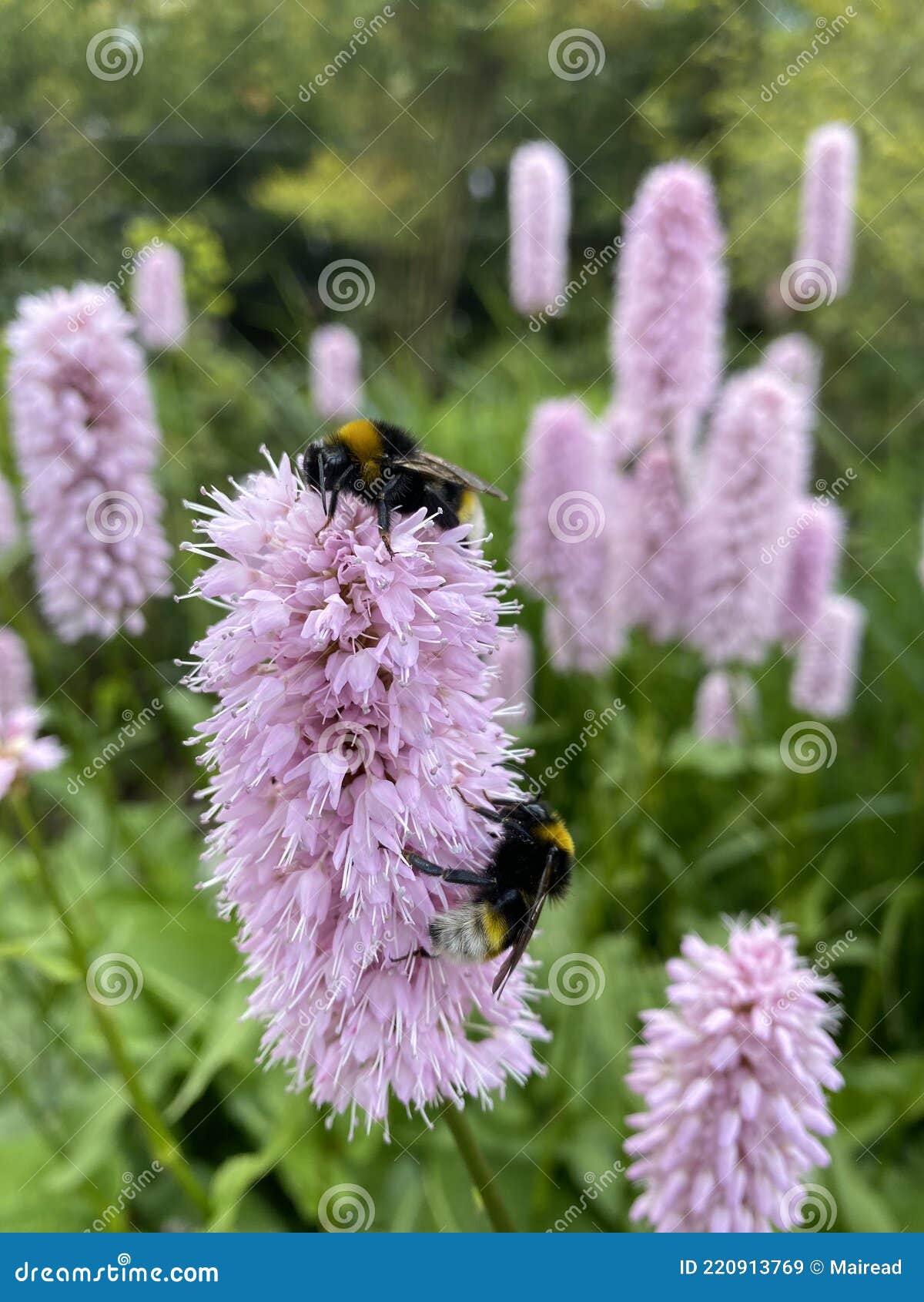 Bumblebees on flowers stock image. Image of families 220913769