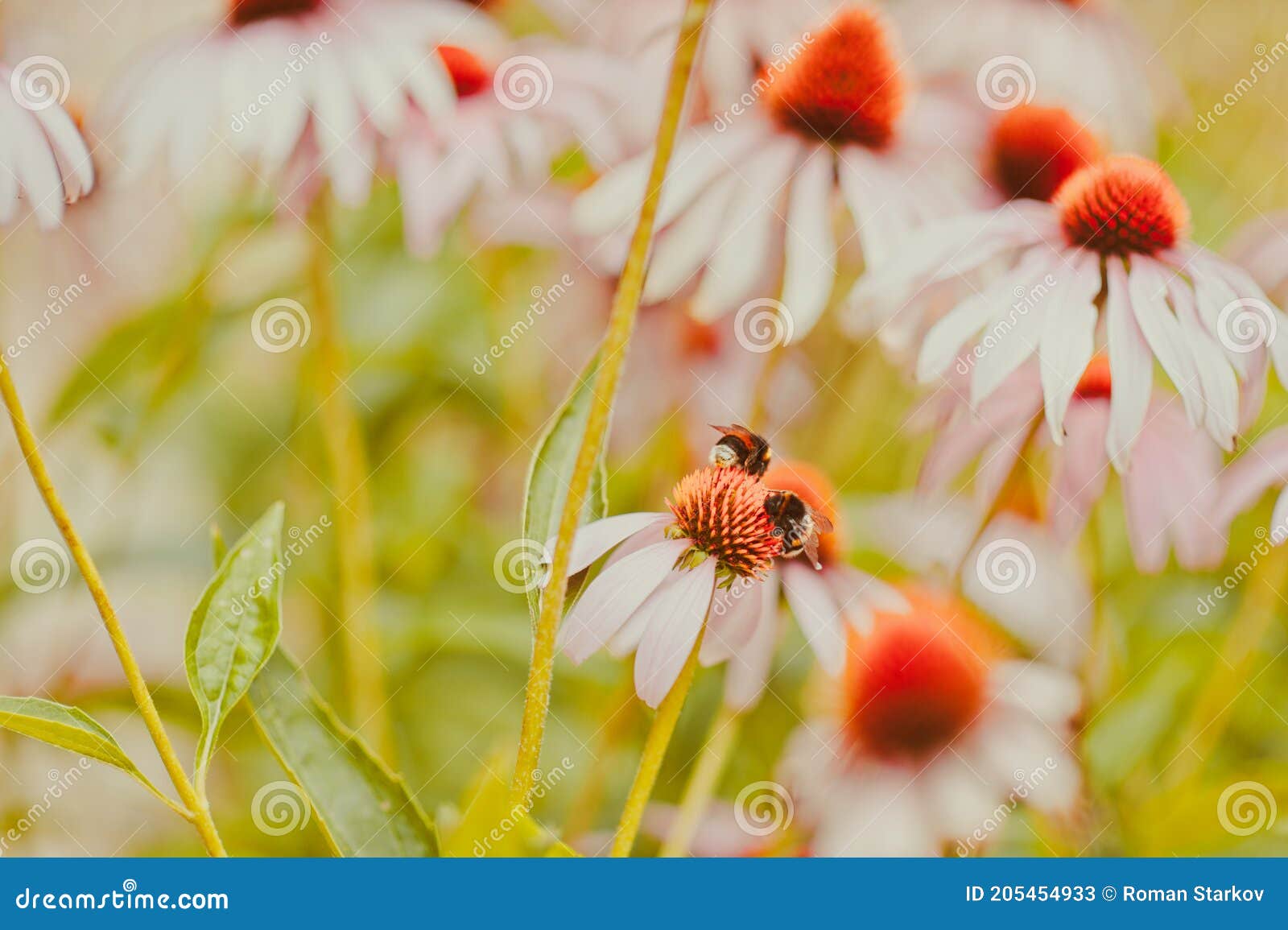 A Pair of Bumblebees Pollinate the Flowers Stock Image Image of plant