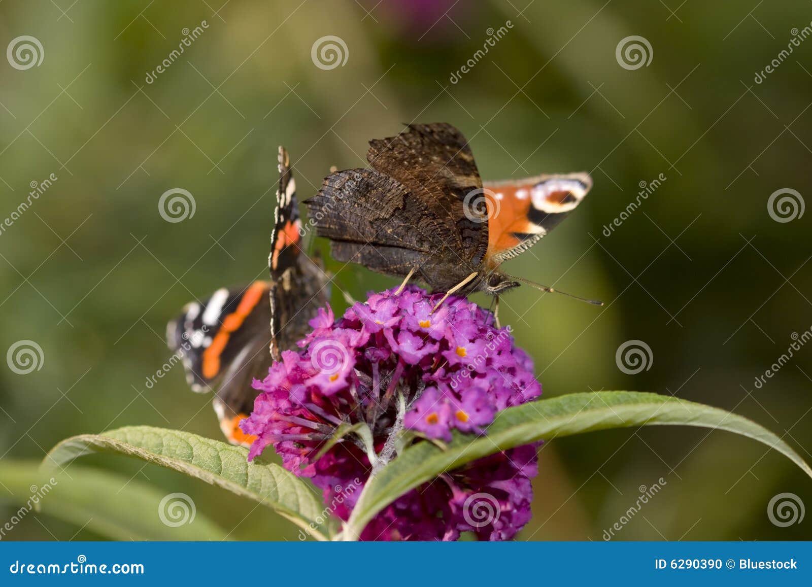 Pair of Butterflies on a Flower Bloom Stock Photo Image of peacock, mscro 6290390