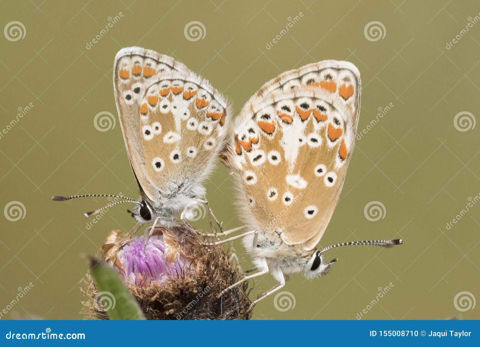 Butterflies Mating on Southampton Common Stock Photo Image of insect
