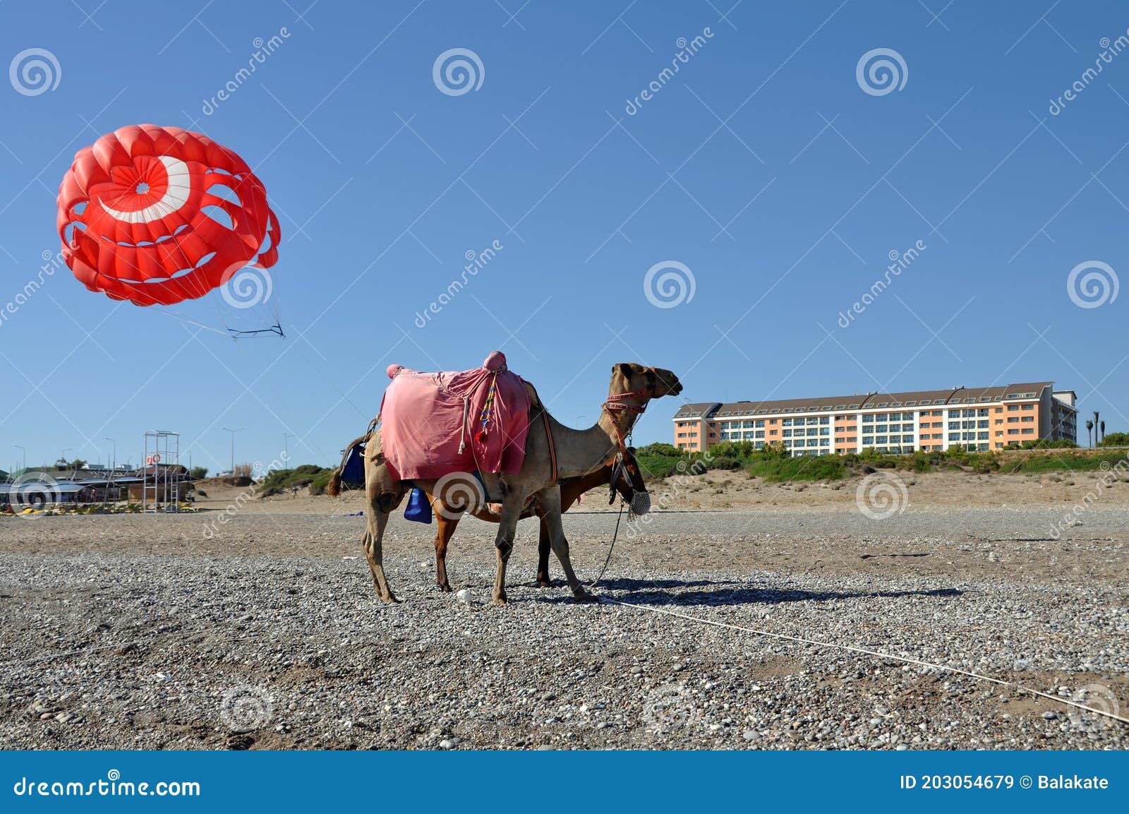 pair of camels on a pebble beach. antalya province, turkey