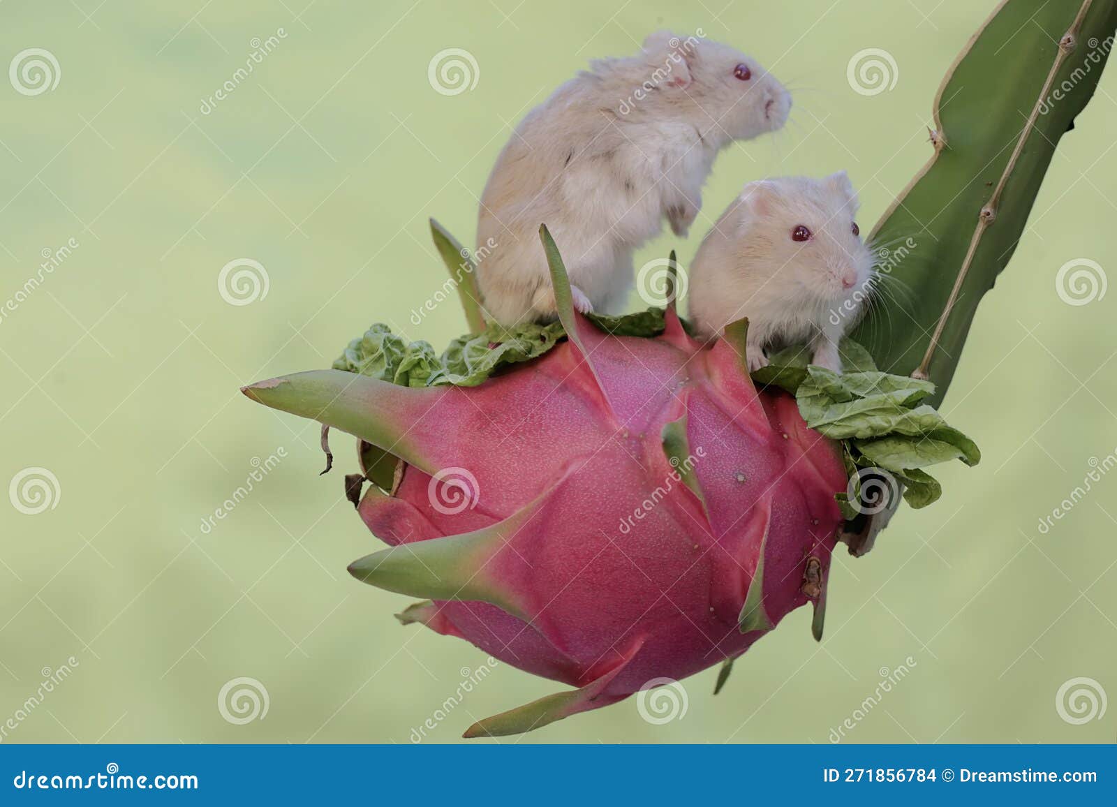 A Pair of Campbell Dwarf Hamsters Eating a Ripe Dragon Fruit on a Tree. Stock Photo Image of animal blossom 271856784