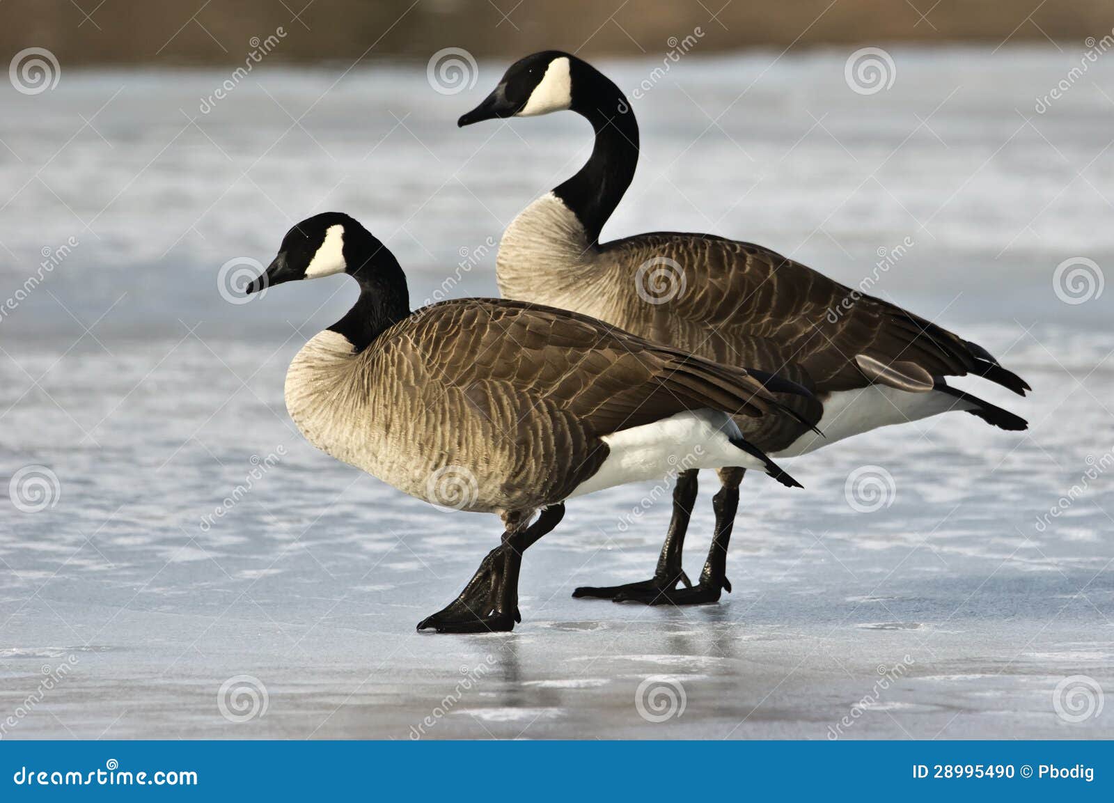 Pair of Canada Geese stock photo. Image of wild, branta 28995490