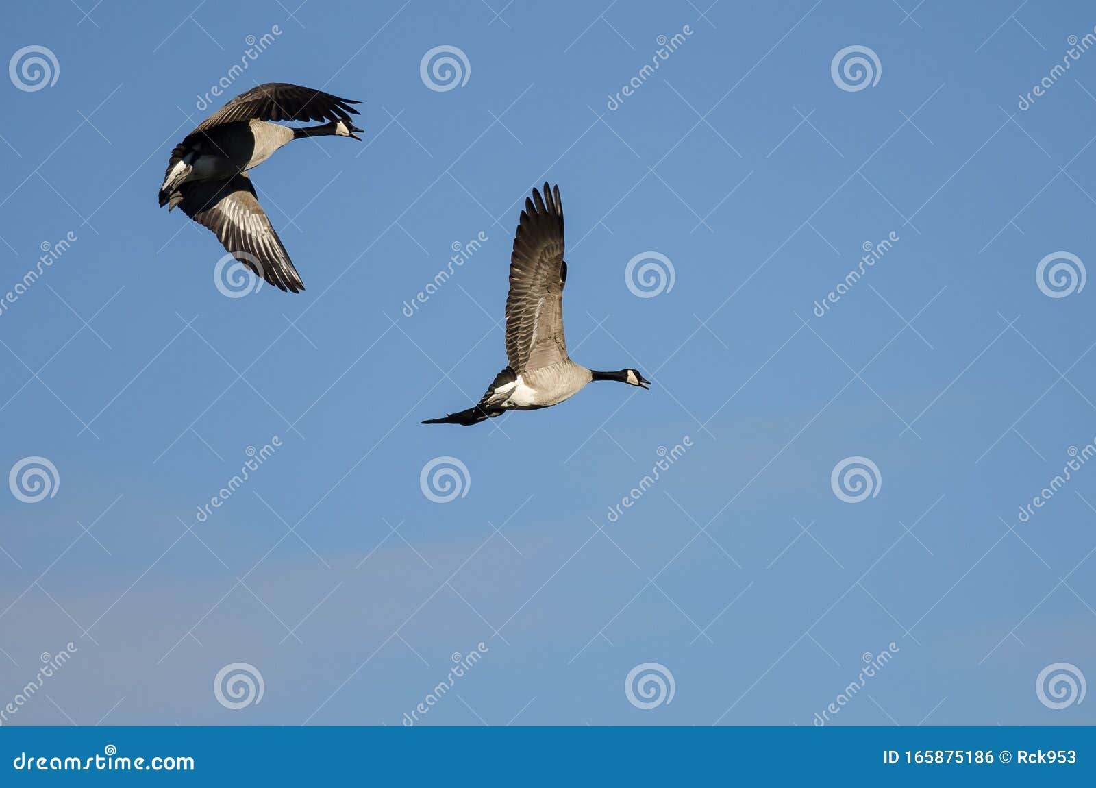 Pair of Canada Geese Flying in a Blue Sky Stock Photo Image of pair, nature 165875186