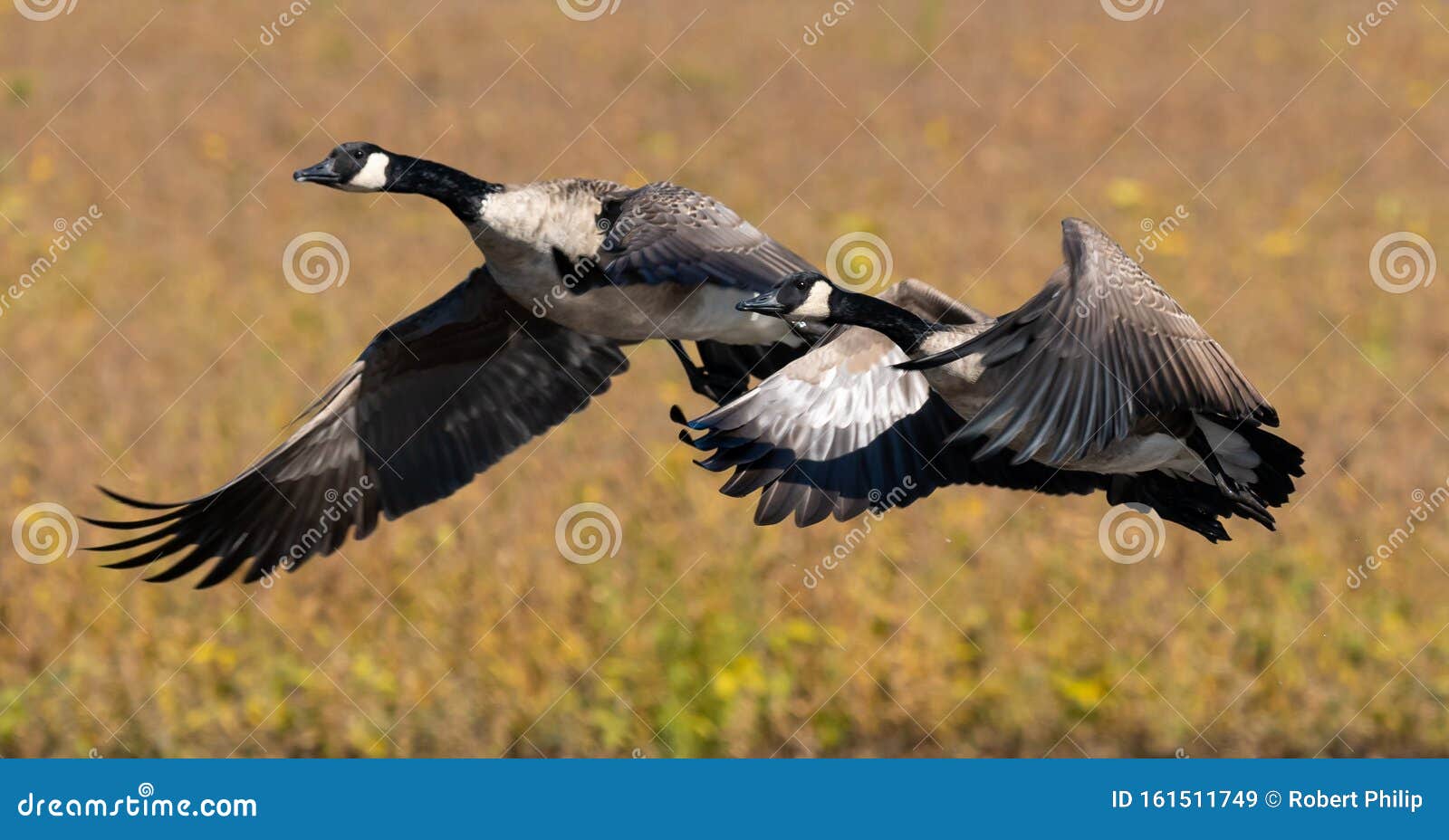 a pair of canadian geese in flight