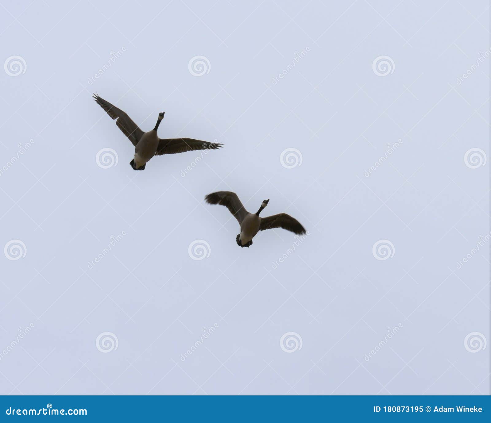 pair of canadian geese take flight