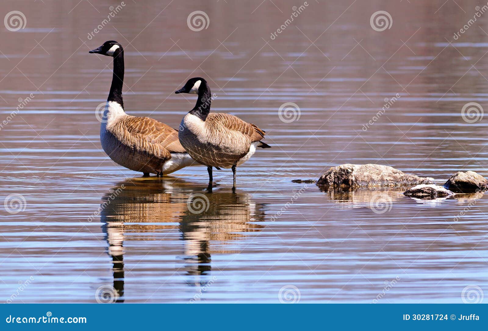canadian geese wading in a lake