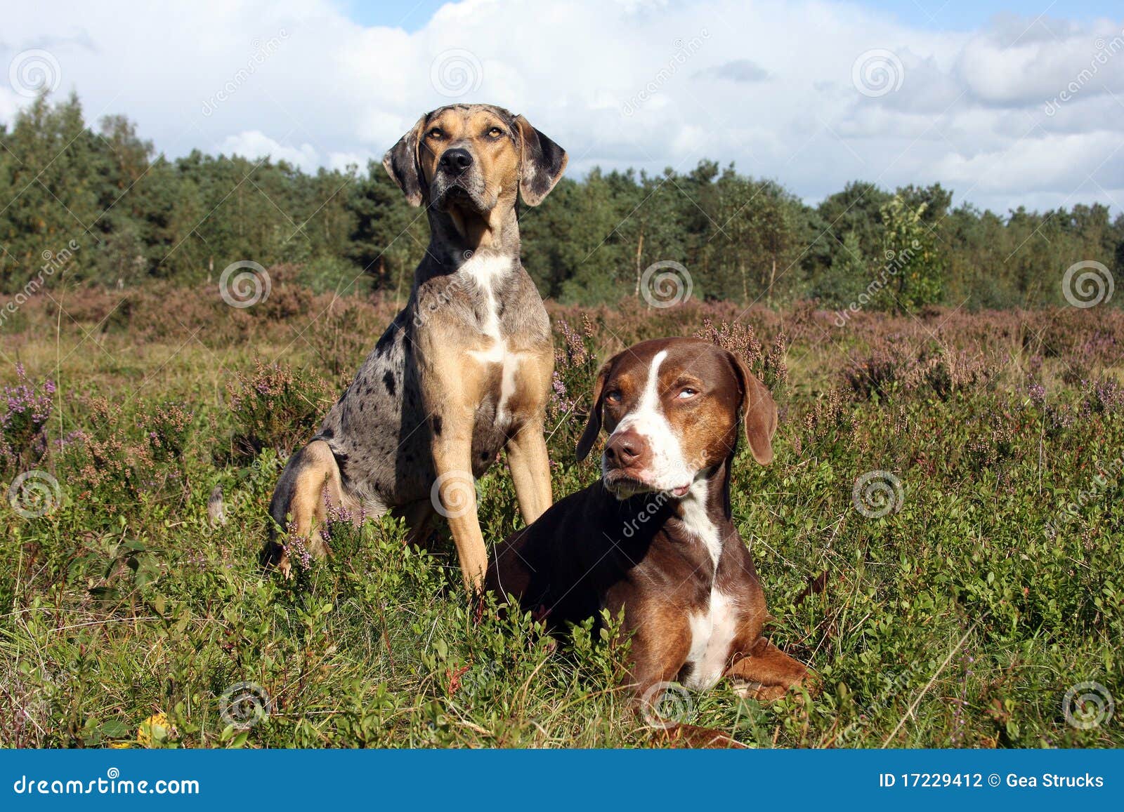 pair of catahoula leopard dogs