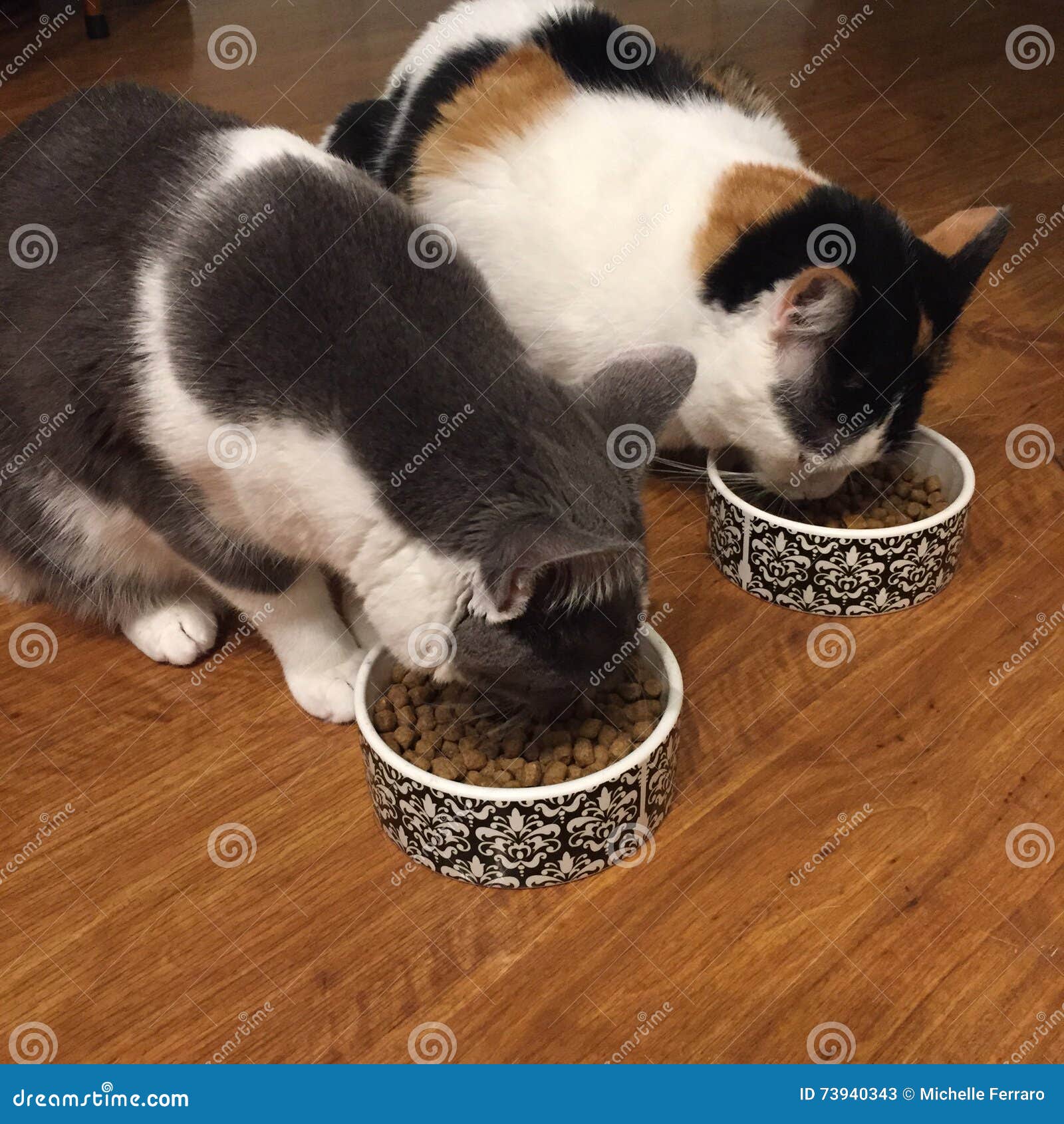 Pair of cats  eating  stock image Image of food munching 