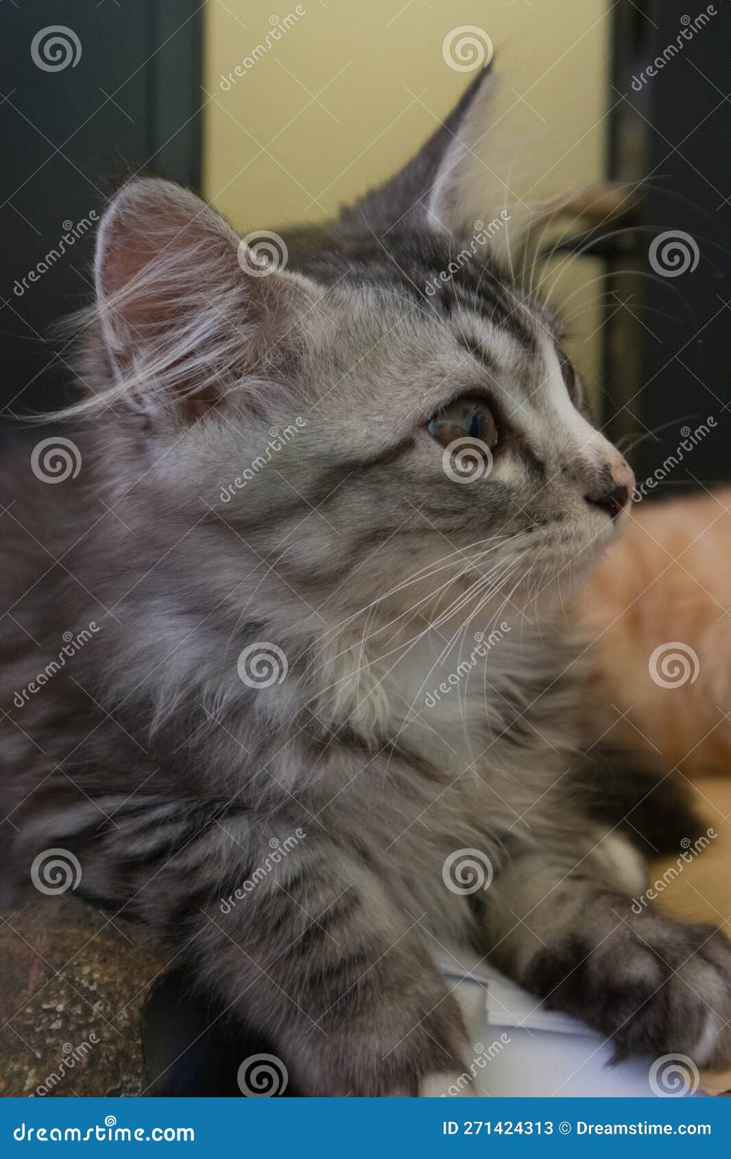 A Pair of Cats Sleeping on the Table Stock Image Image of kitty