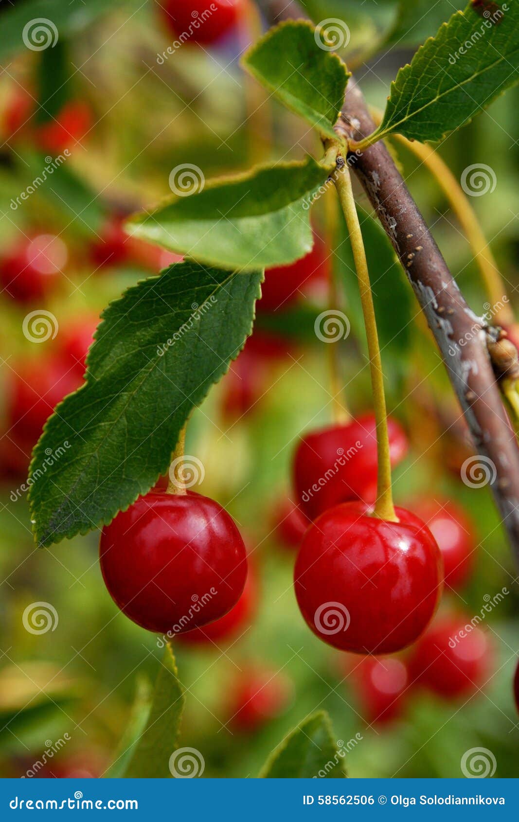 Pair of cherries stock photo. Image of nature, berry 58562506