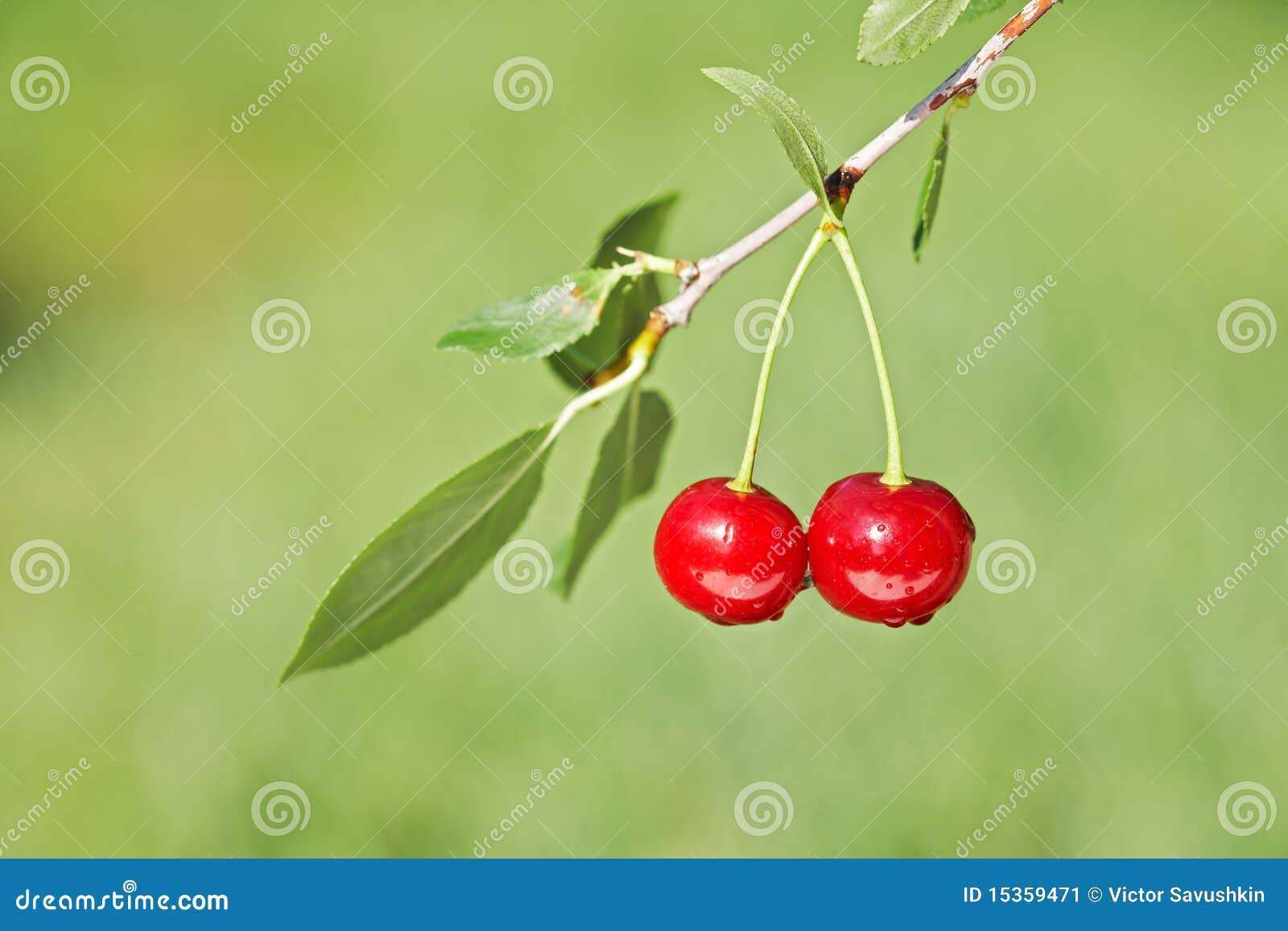 Pair of Cherries on Cherrytree in Orchard Stock Image Image of