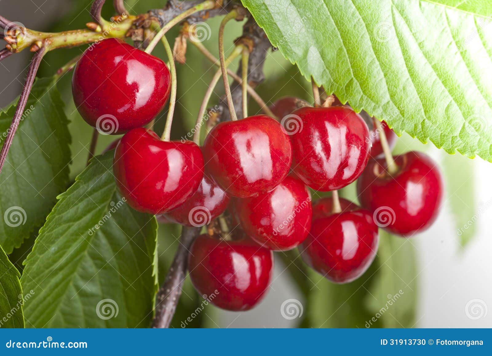 Pair of cherries stock photo. Image of food, fruit, tree 31913730