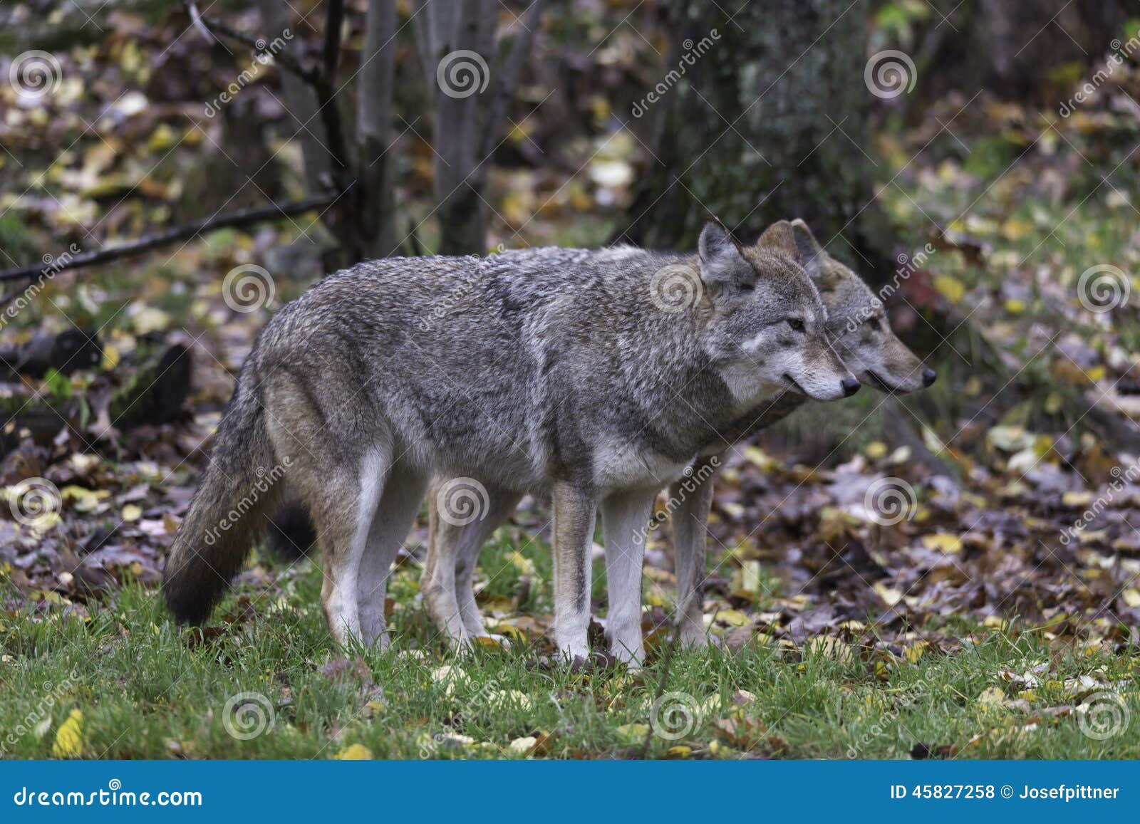 Pair of Coyotes in Fall, Forest Environment Stock Photo Image of