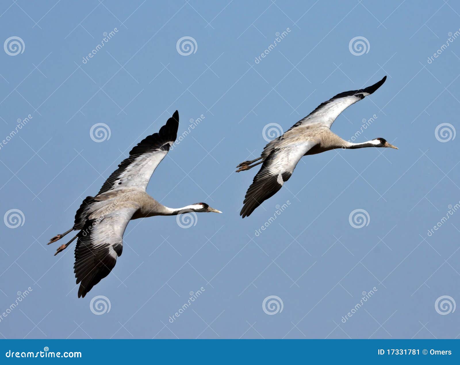 pair of cranes