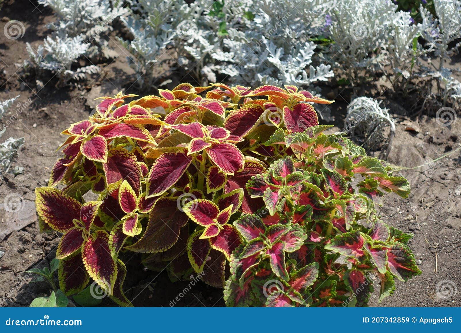 pair of cultivars of coleus scutellarioides with colorful foliage