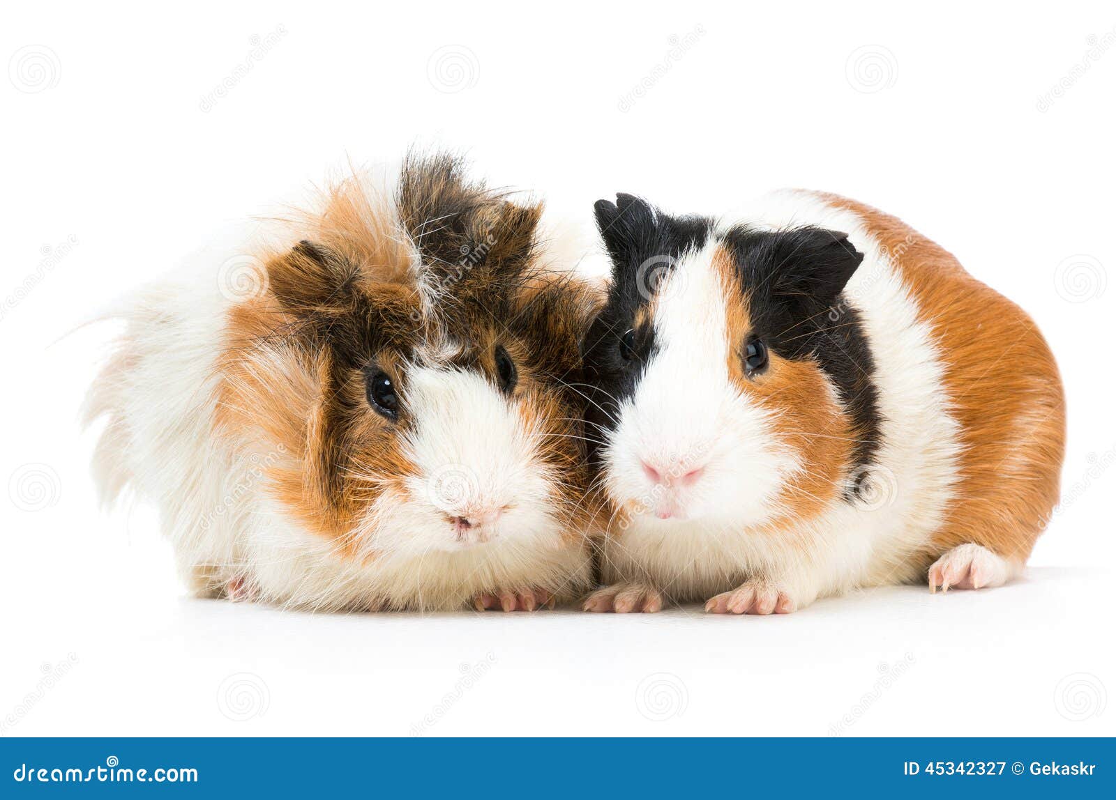 Pair of cute guinea pigs stock image. Image of rodent 45342327