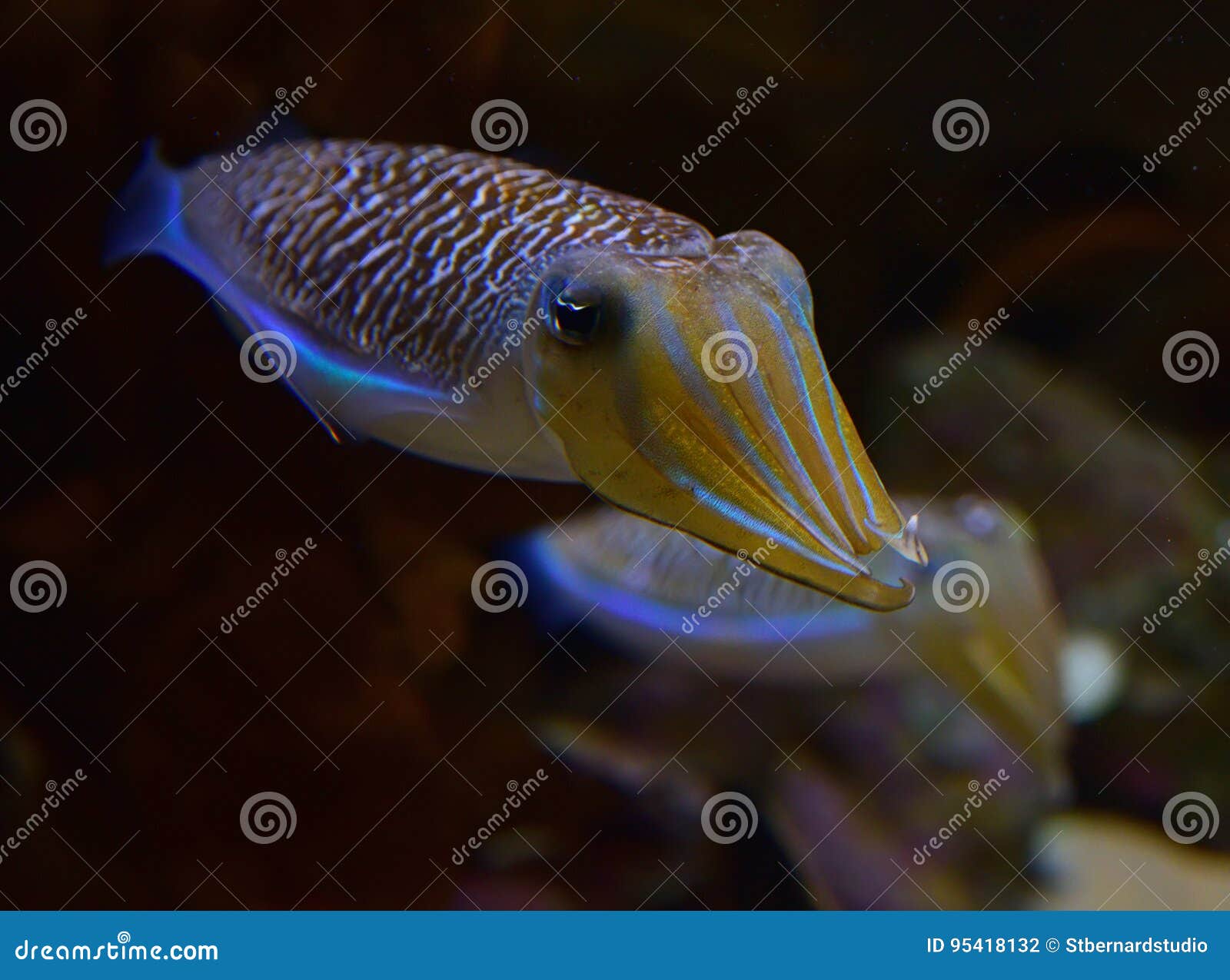 a pair of cute mourning cuttlefish stretching the arms with the second one in the background