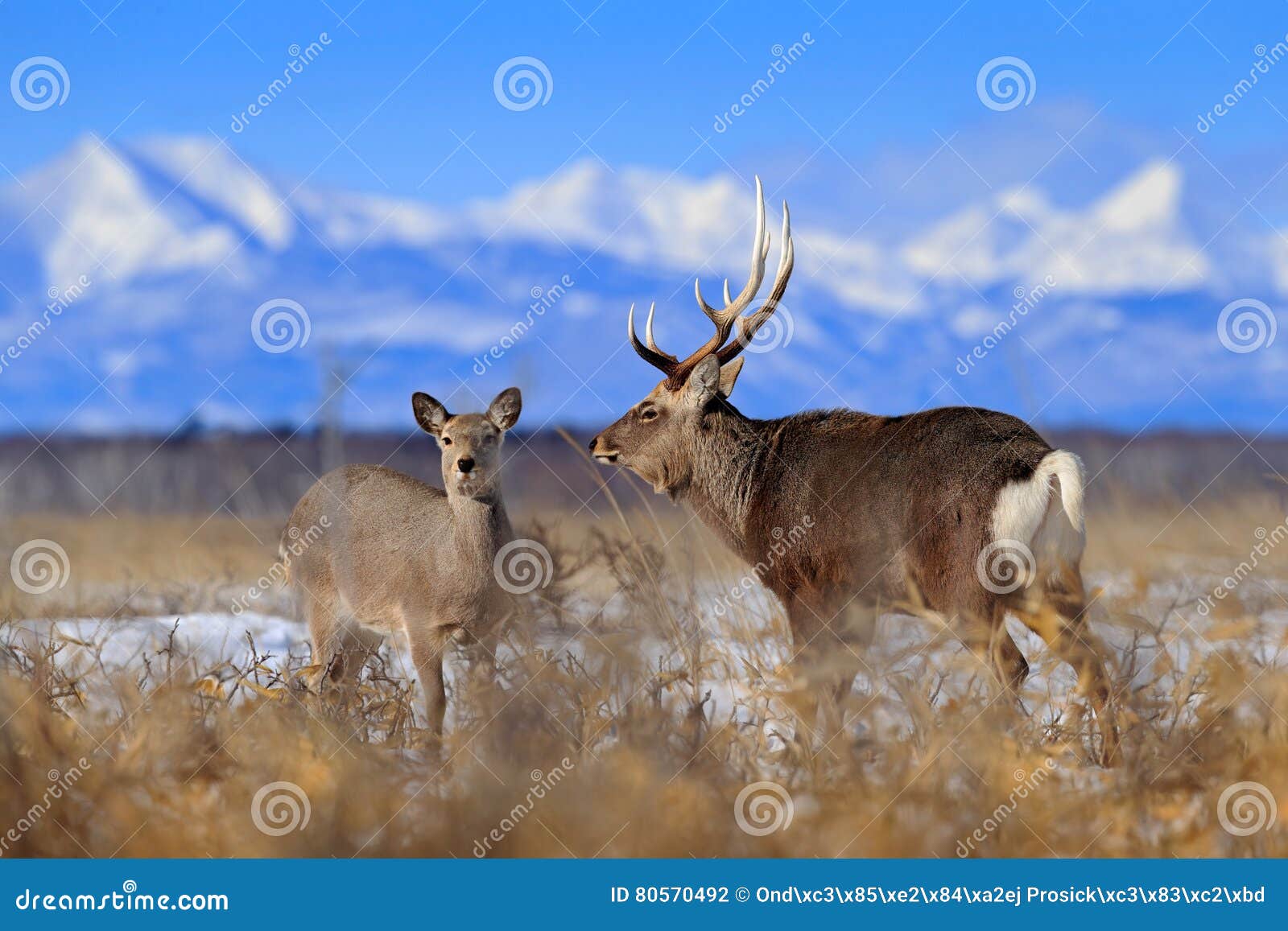pair of deer. hokkaido sika deer, cervus nippon yesoensis, in the snow meadow. winter mountains and forest in the background.