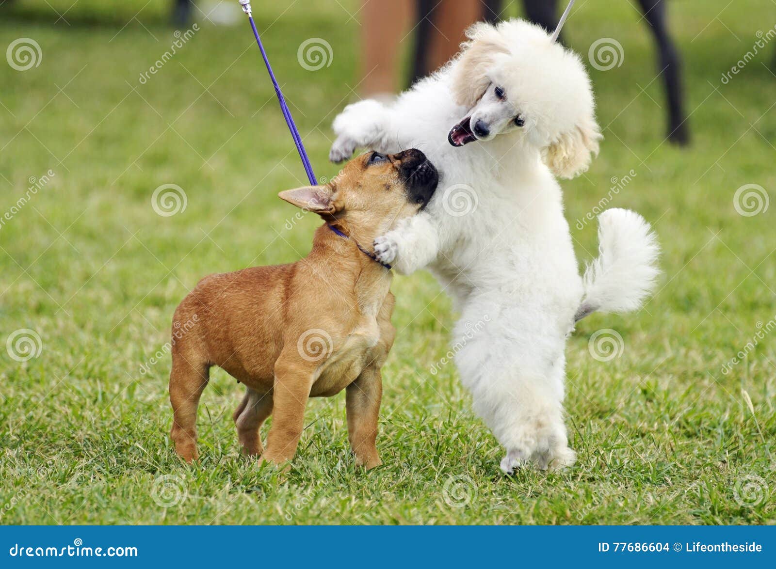 a pair of different breed pedigree playful puppy dogs playing together