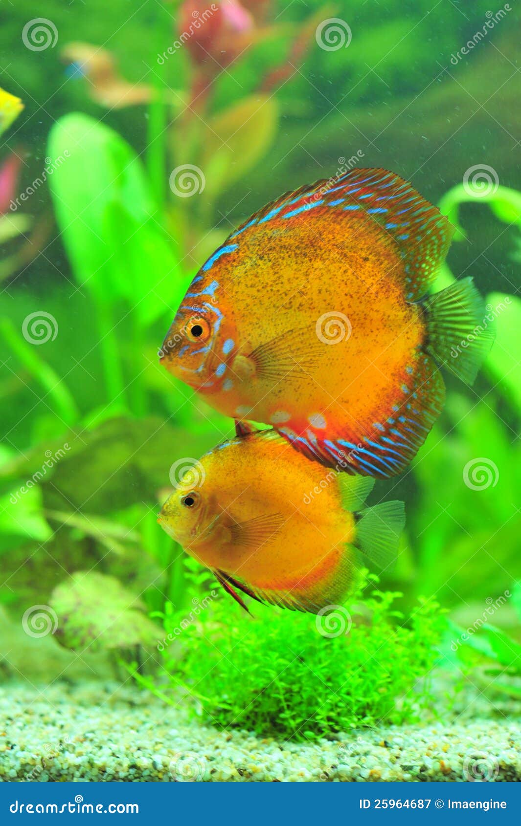 Pair of Discus Fish for Aquarium Stock Image Image of colored, fish