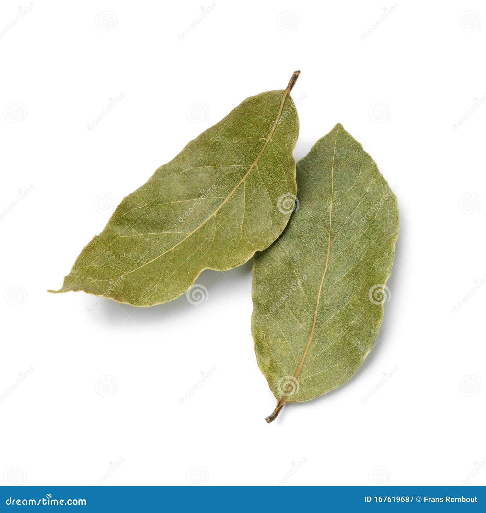 Pair of Dried Laurel Bay Leaves Stock Image Image of leaf, herb