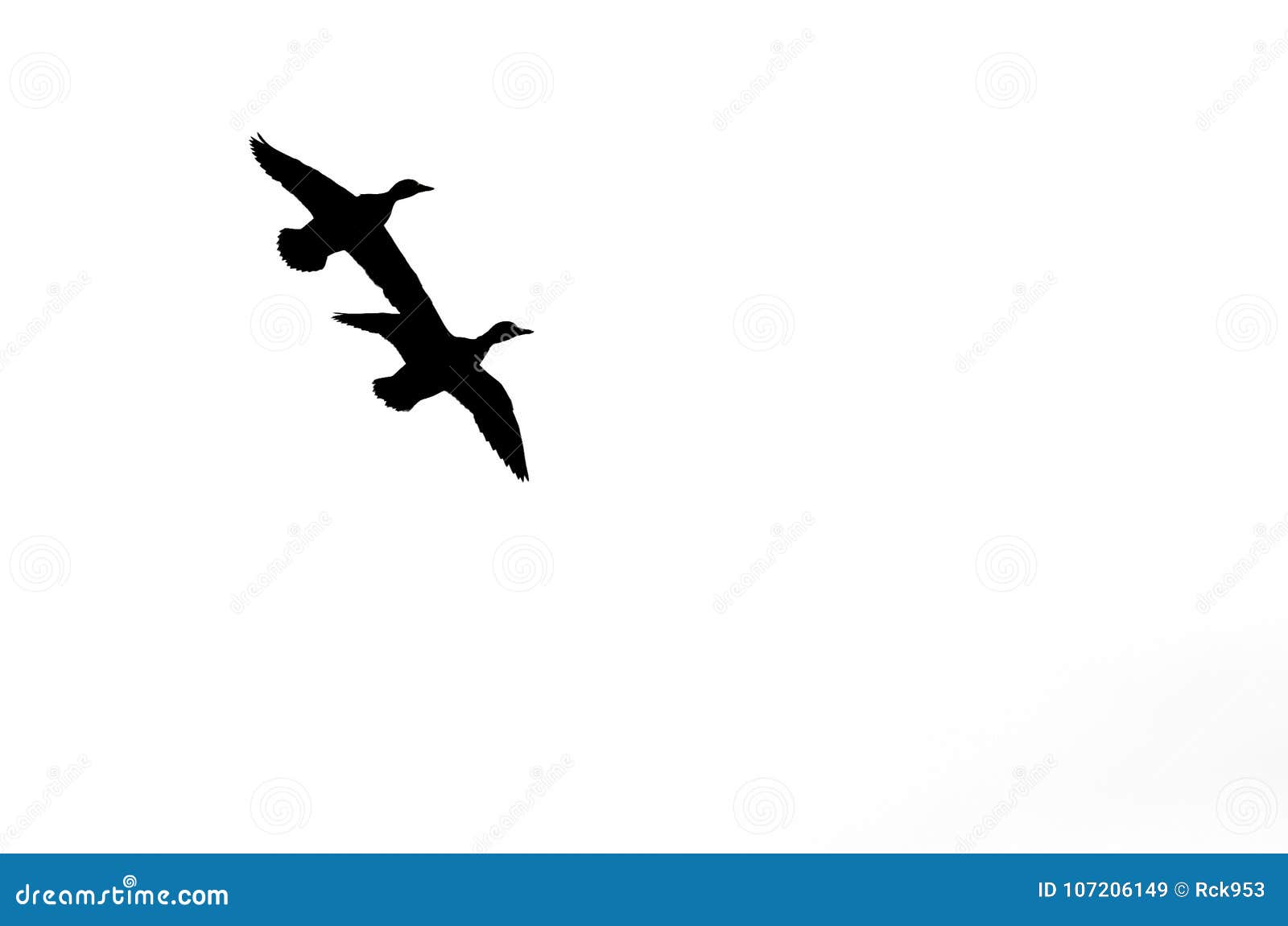 Pair of Ducks Silhouetted Against a White Background As they Fly Stock ...