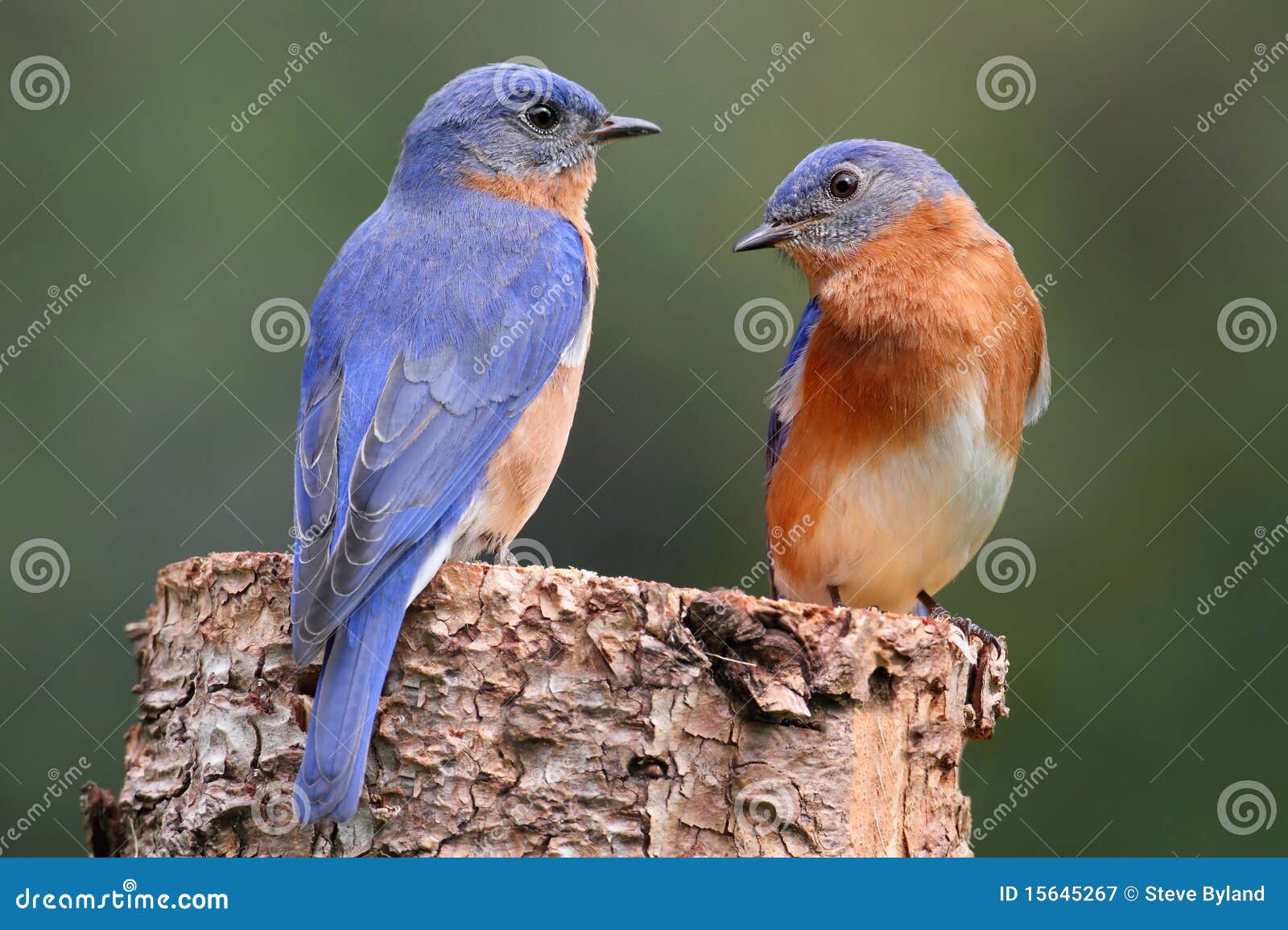 pair of eastern bluebird