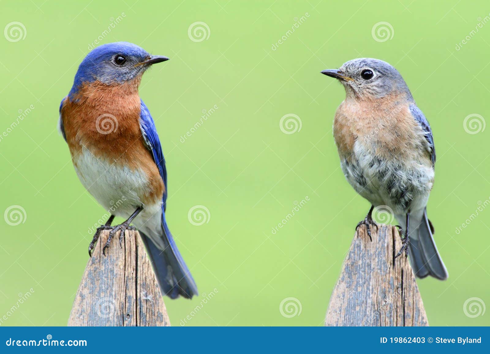 pair of eastern bluebird