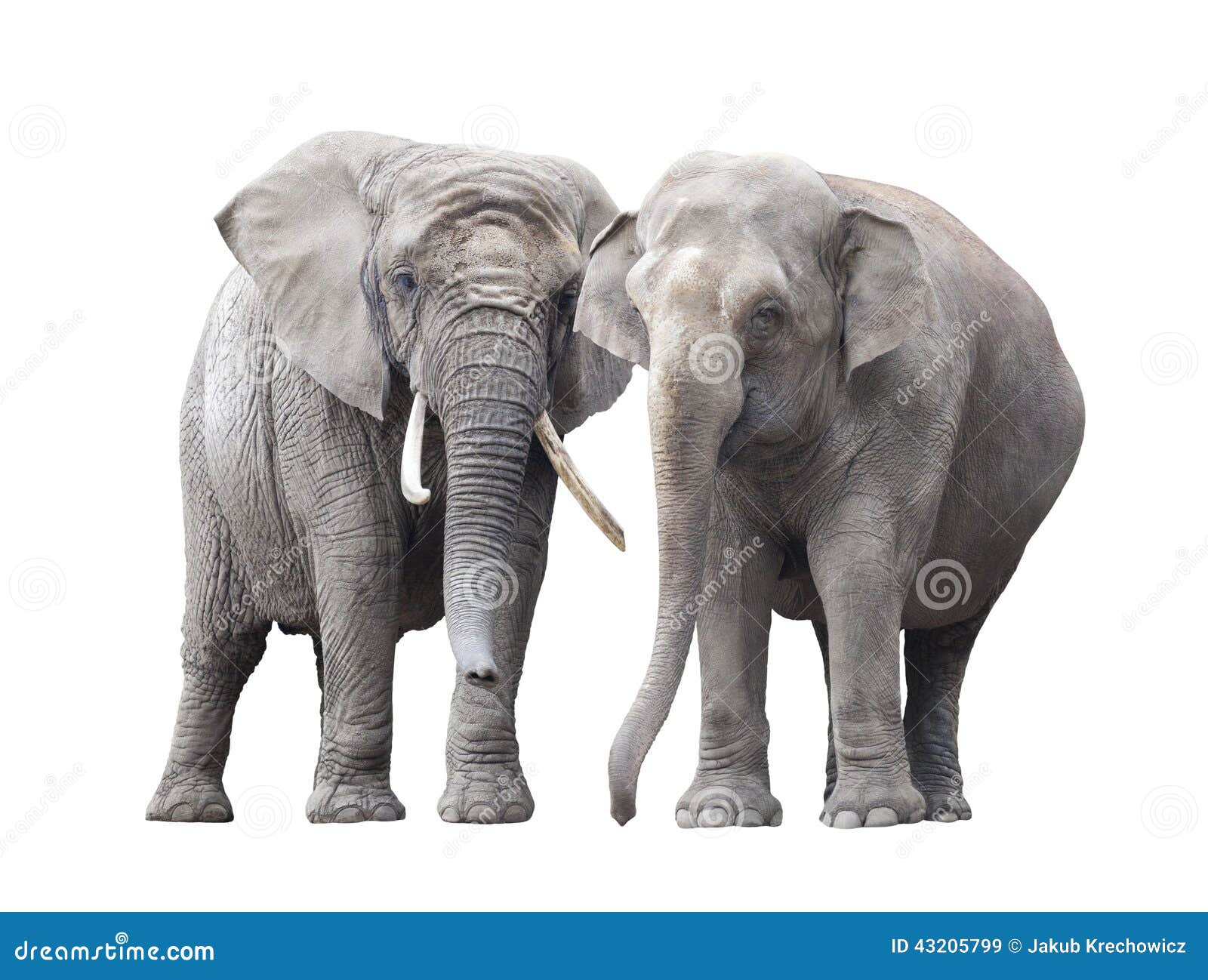 pair of elephants
