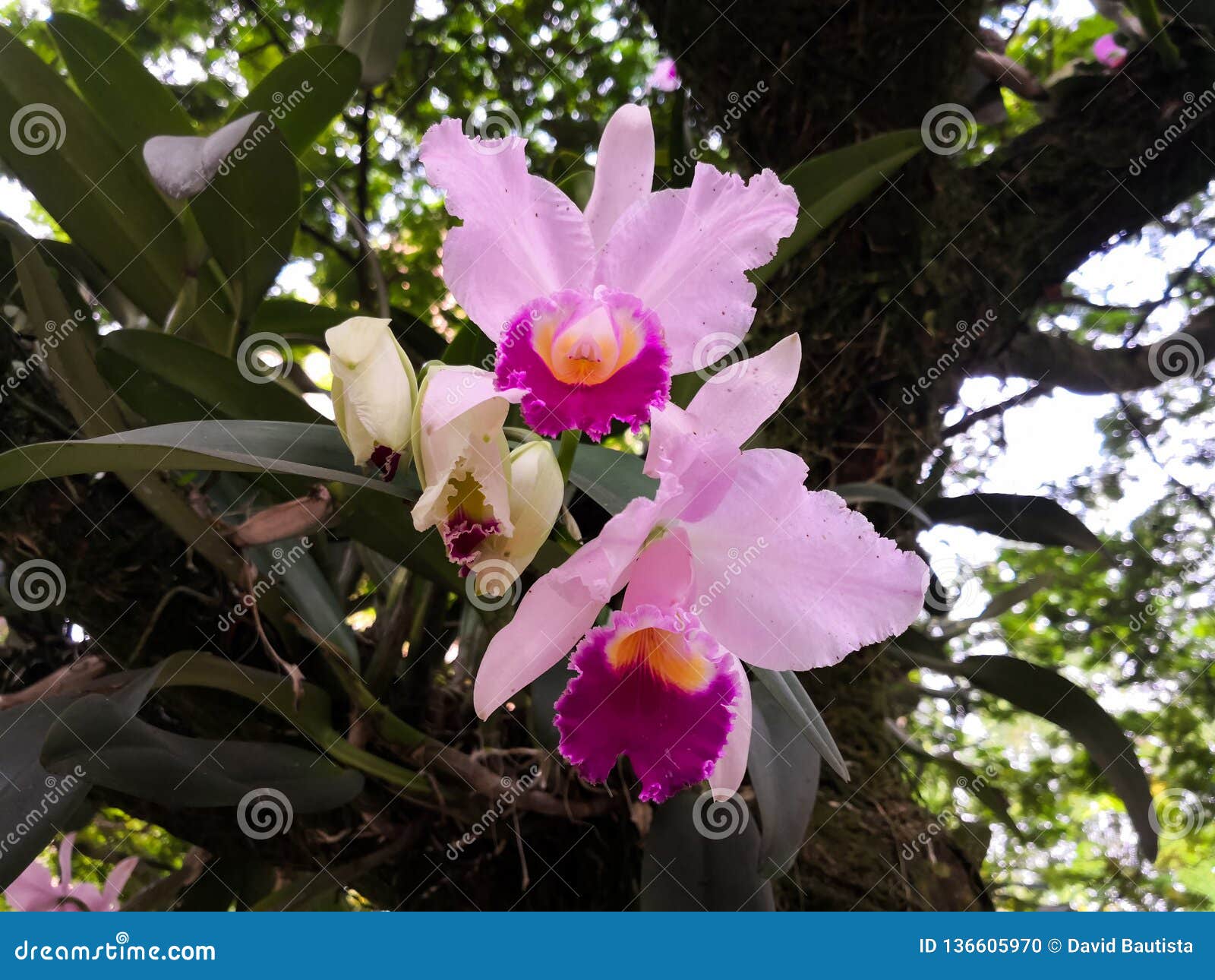 a pair of epiphytic ornamental tropical exotic flowers, pink cattleya orchids