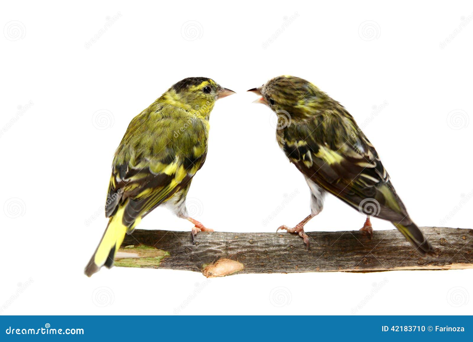 The Pair of Eurasian Siskin on White Stock Photo Image of carduelis