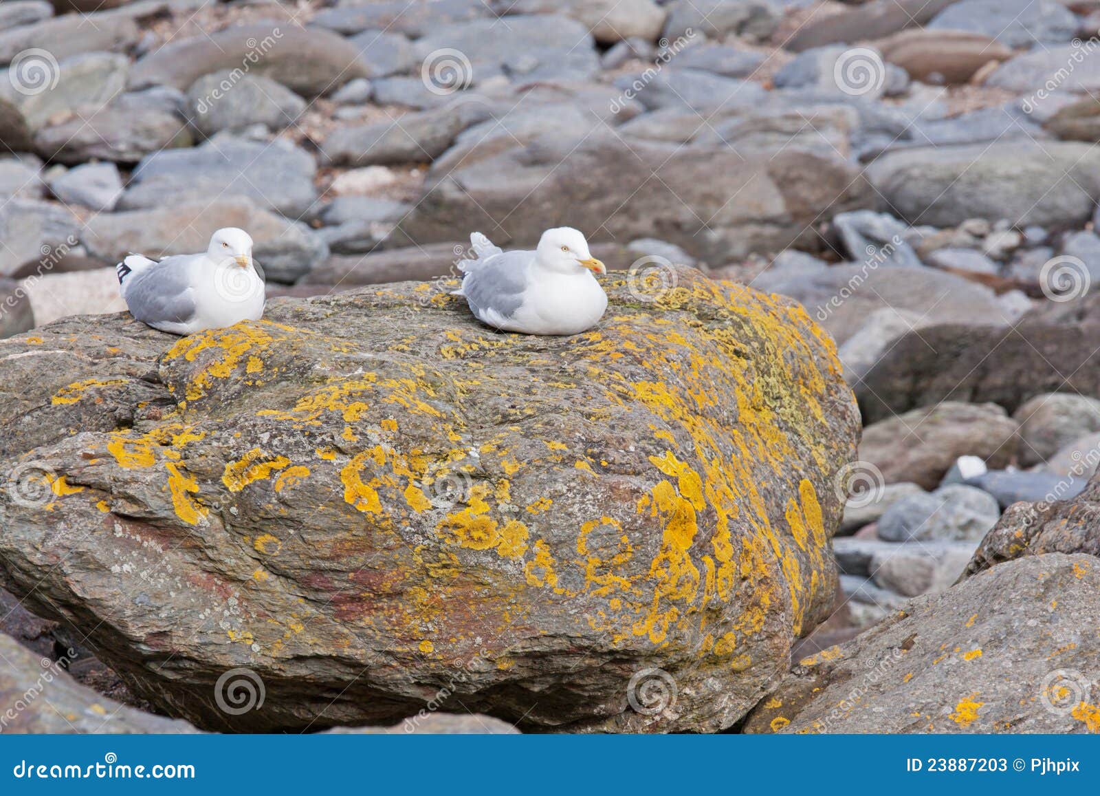 Pair of European Herring Gulls Stock Image Image of omnivore, grey