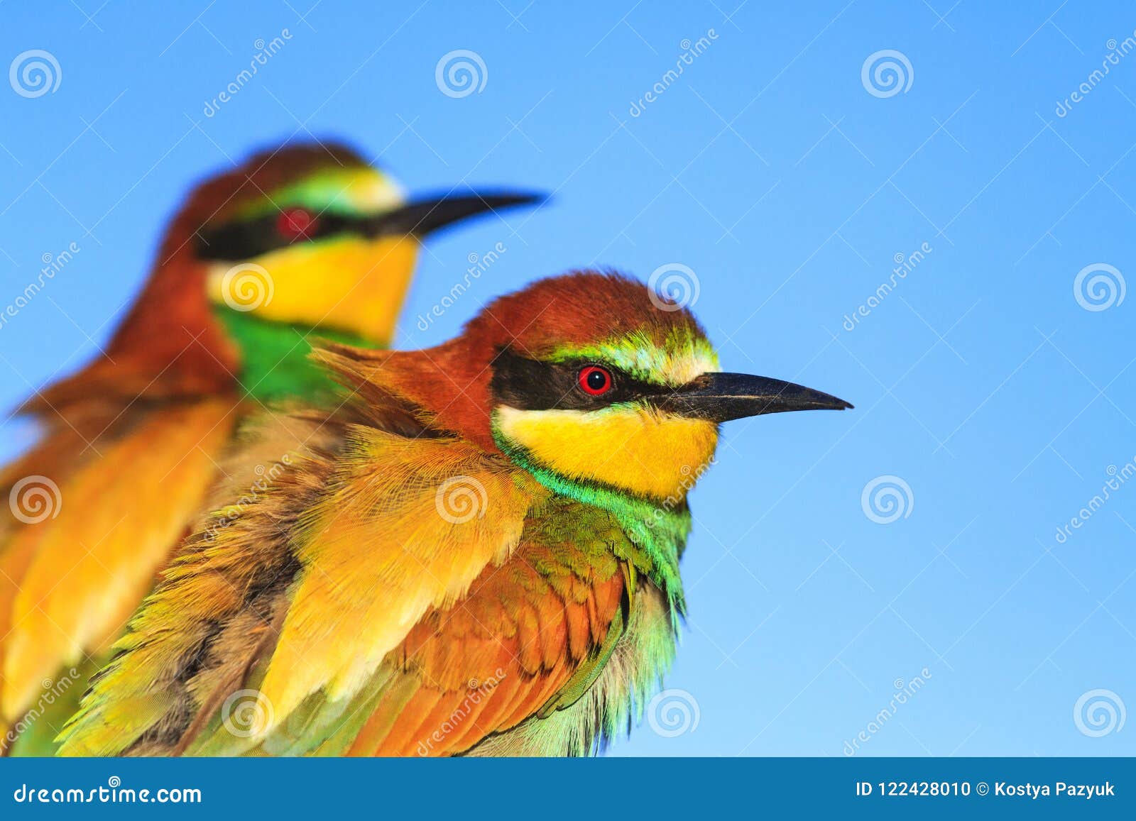 pair of exotic birds with red eyes