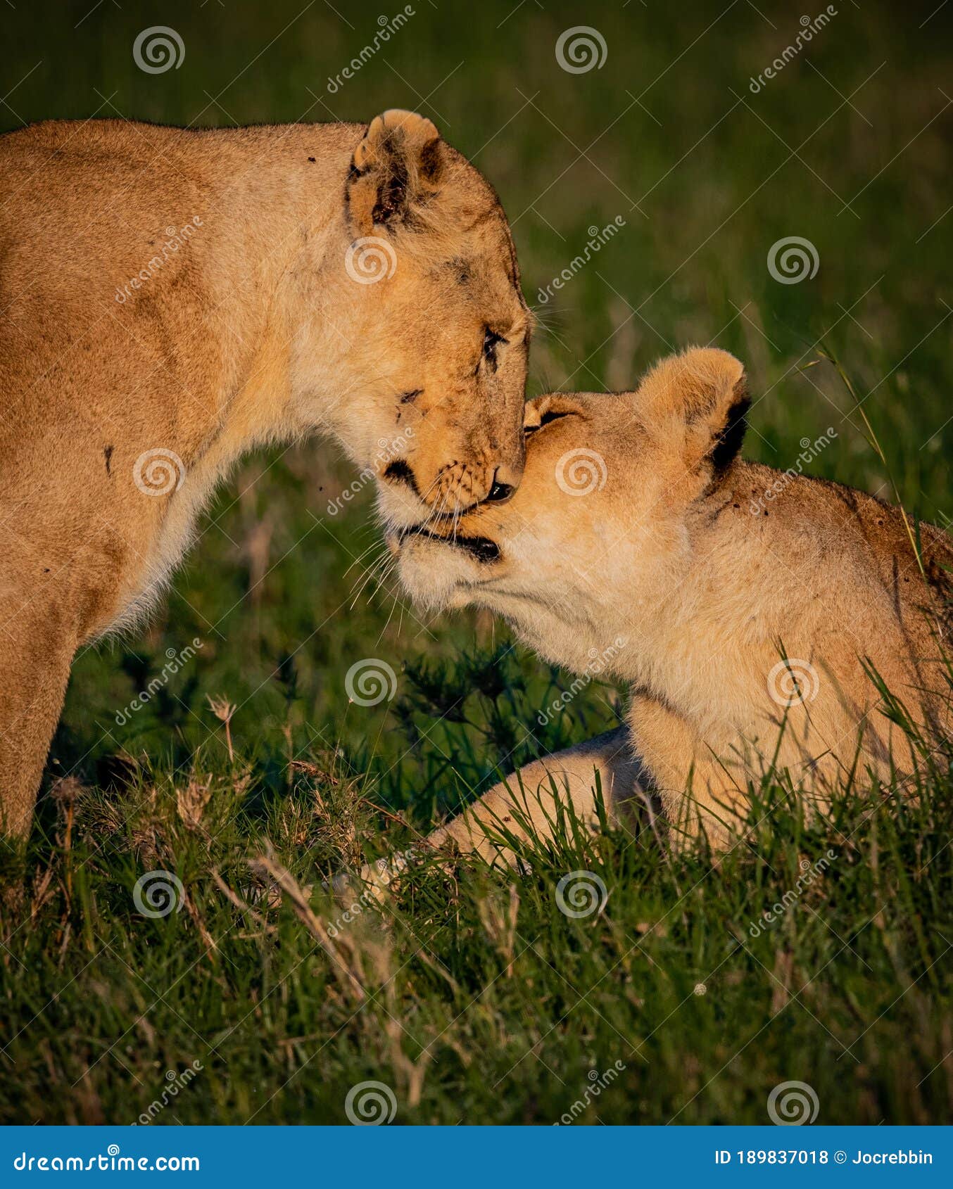Pair Of Female Lionesses Rubbing Faces Saying Hello Behavior Stock