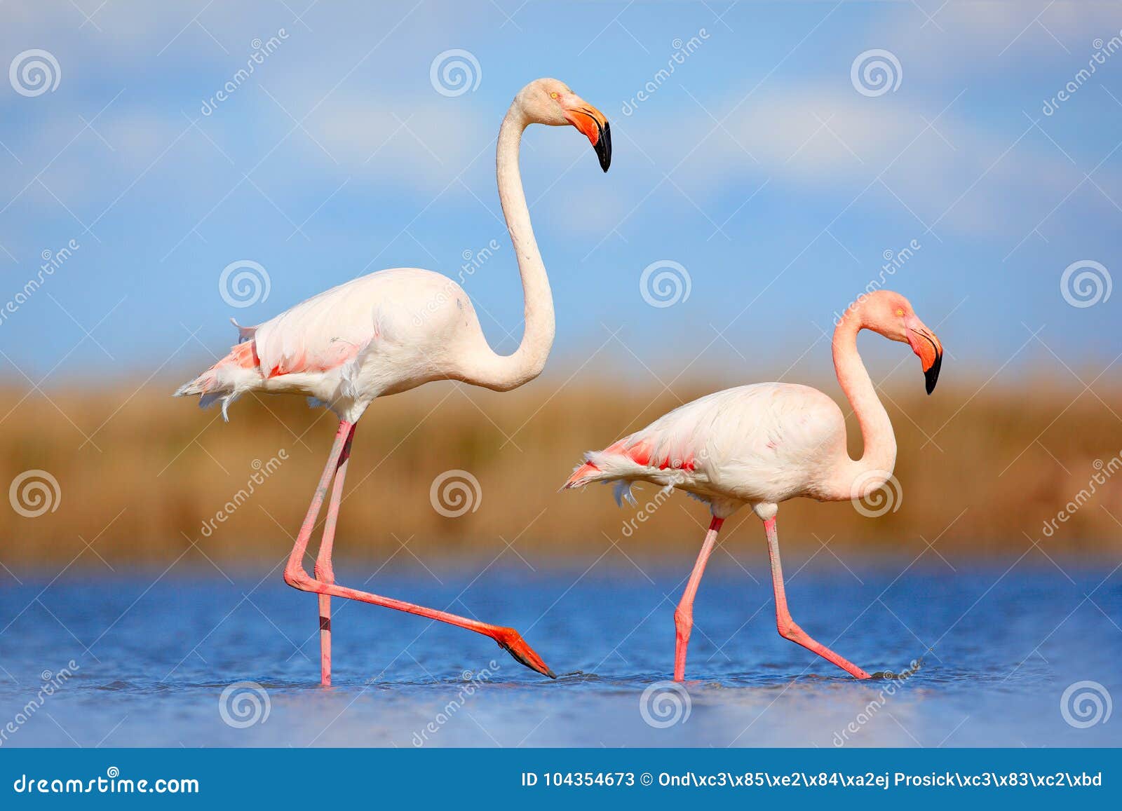 pair of flamingos. bird love in blue water. two animal, walking in lake. pink big bird greater flamingo, phoenicopterus ruber, in