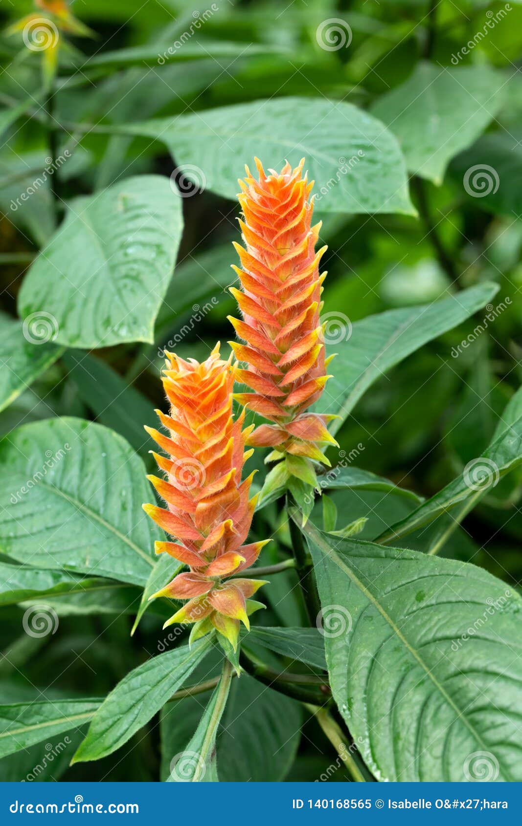 pair of flowers on aphelandra flava shrub
