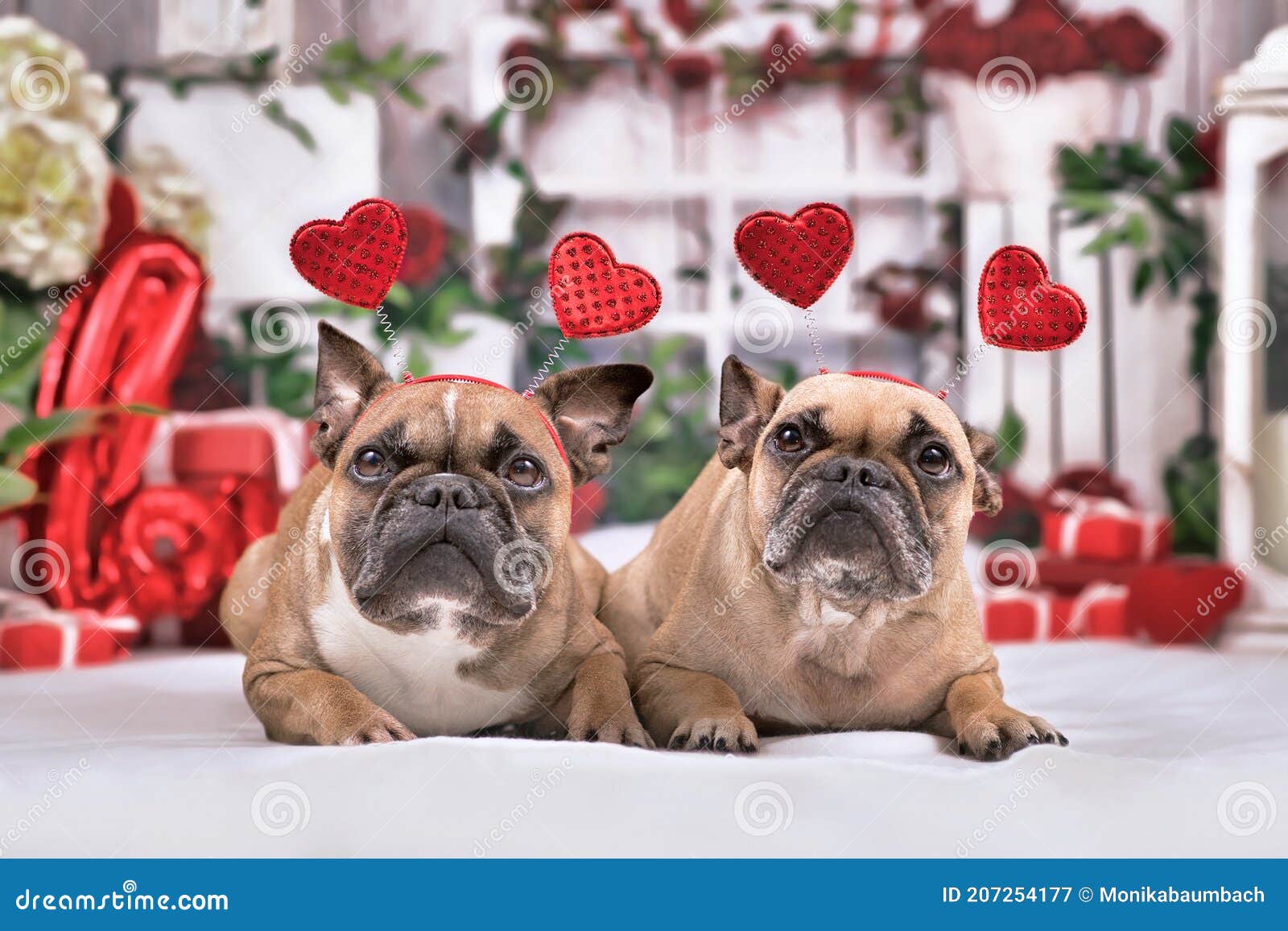 Pair of French Bulldog Dogs with Valentine`s Day Headbands with Hearts ...