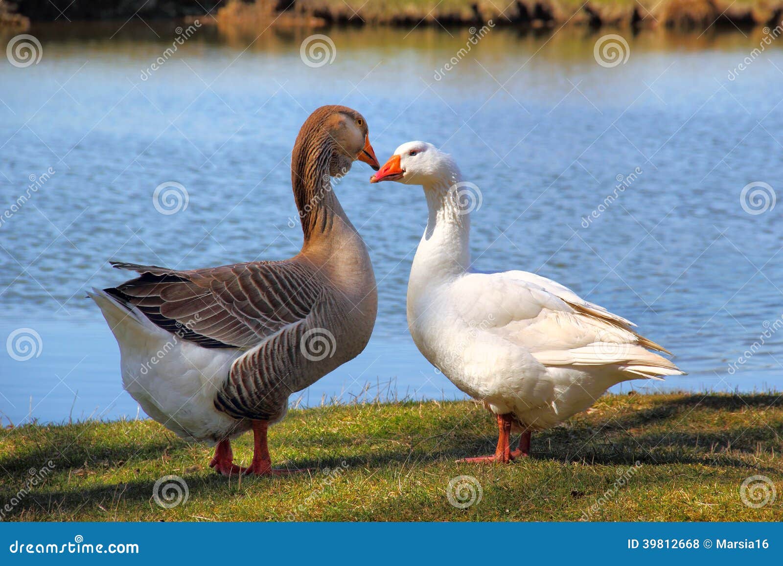 Pair of Geese stock photo. Image of goose, beautiful 39812668