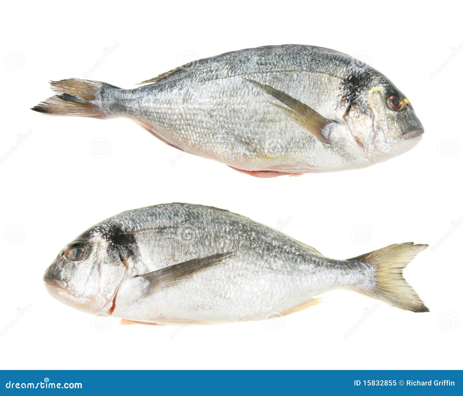Pair Of Gilt Head Bream Fish Royalty Free Stock Photo Image 15832855