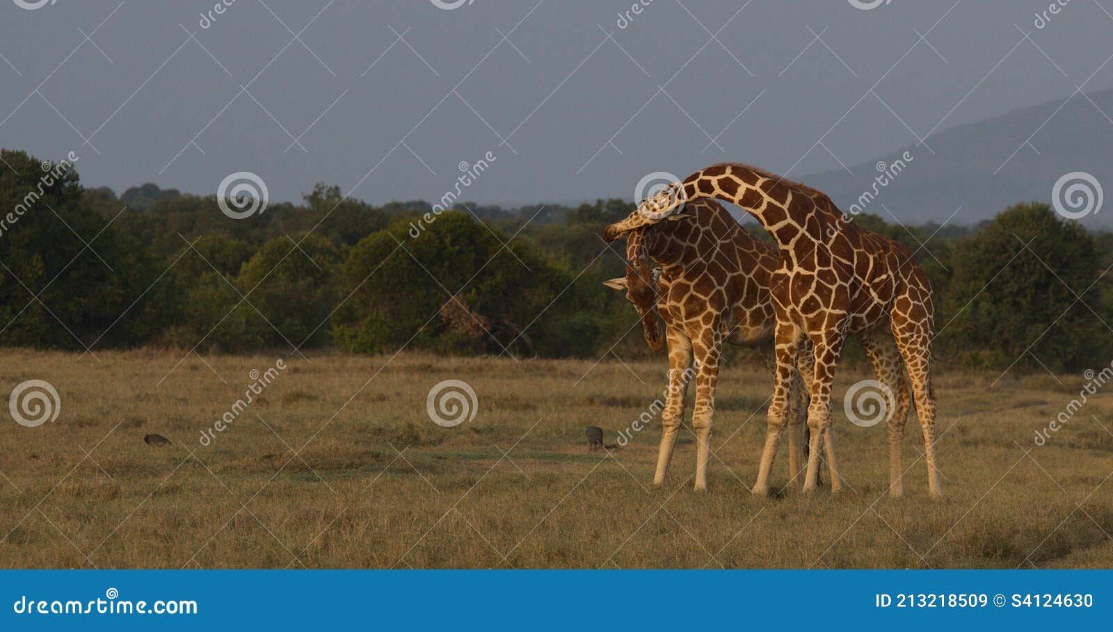 a pair of giraffes standing and engaging in necking behaviour in the wild, kenya