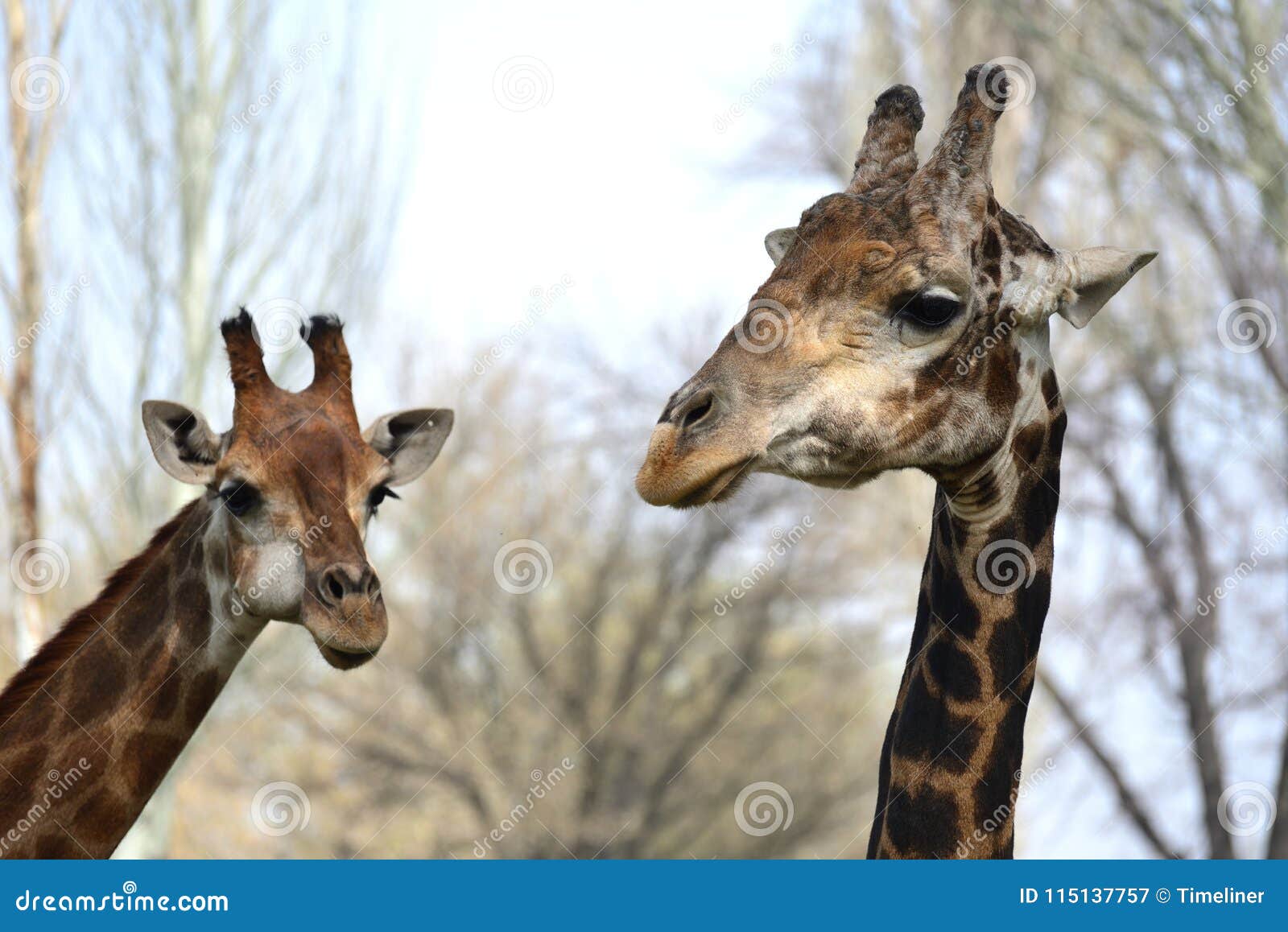 Male and Female Giraffe Caress Stock Image - Image of giraffe, spots