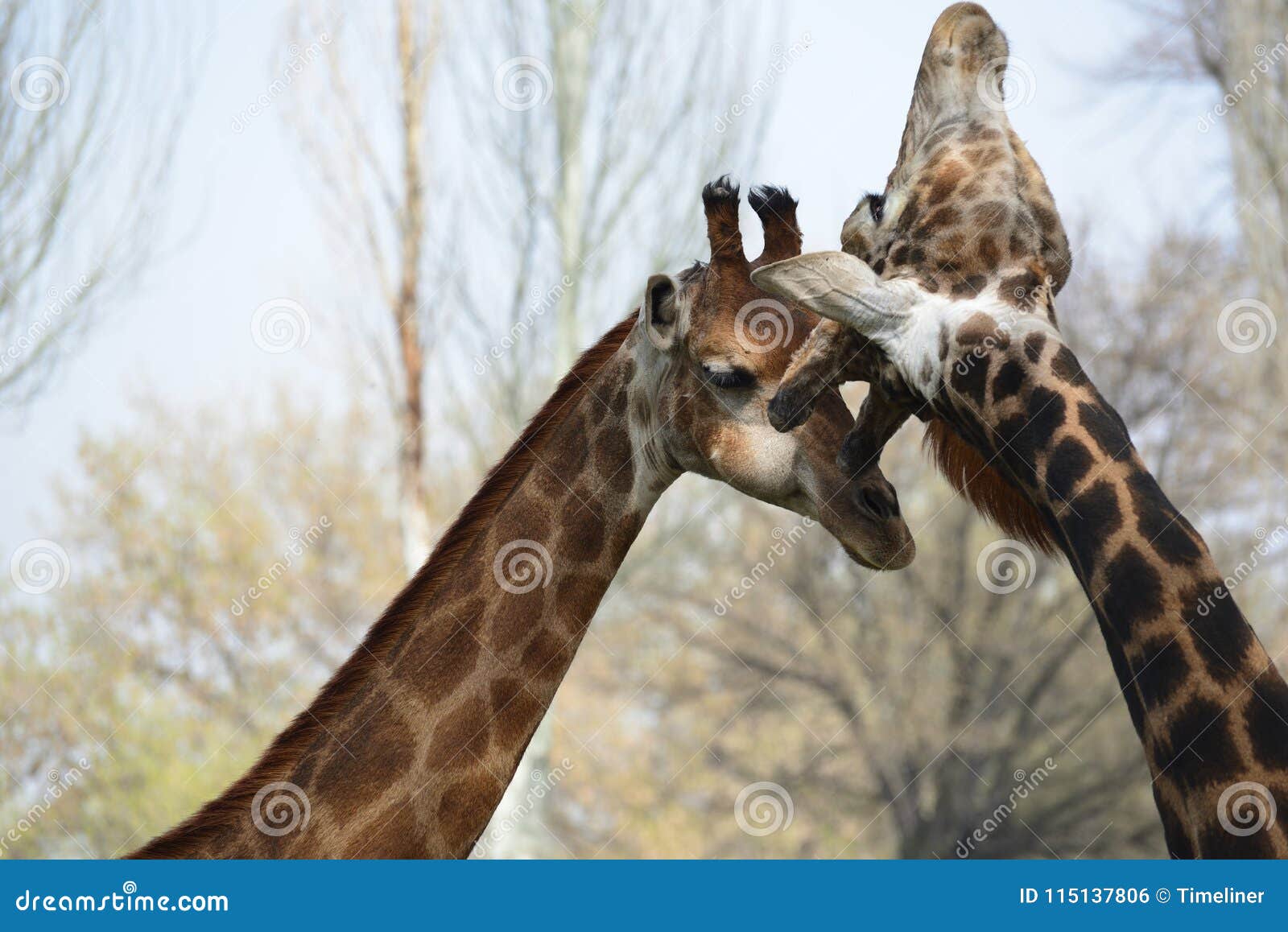 Male and Female Giraffe Caress Stock Photo - Image of safari, wild