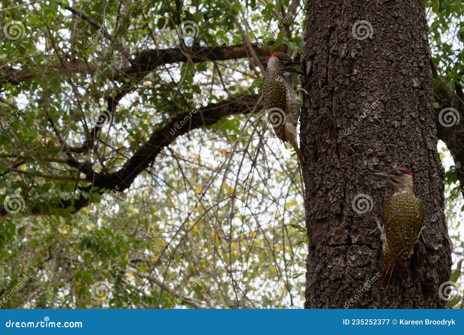 a pair of golden-tailed woodpeckers - campethera abingoni - pecking into the trunk of a tree.  location: kruger national park,